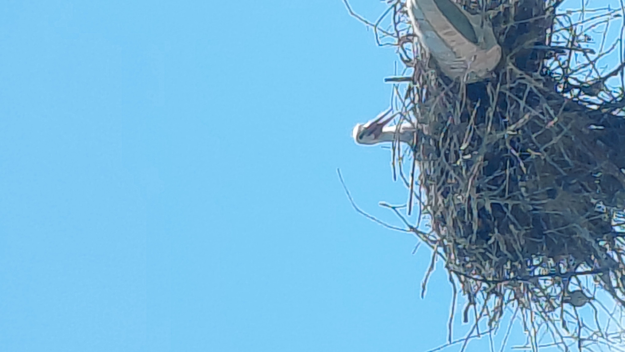 Large wading bird observed in nest during morning hours