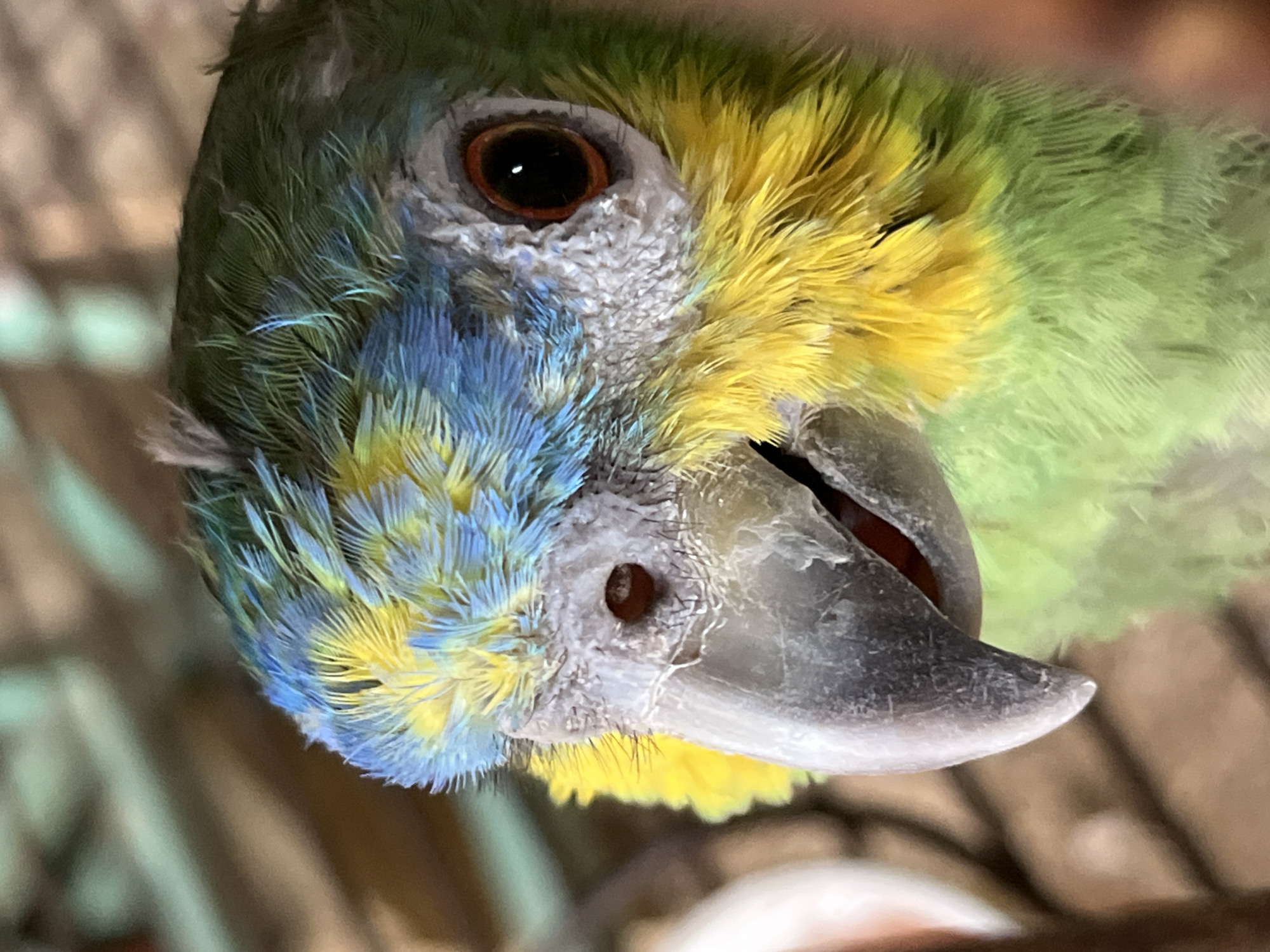 Animals photographed in captivity in Tinaquillo, Venezuela