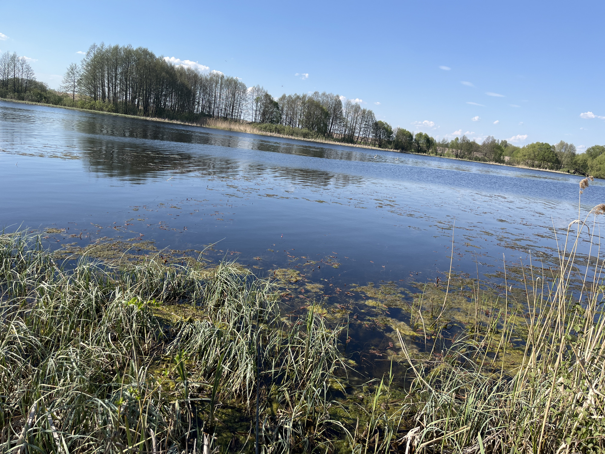 Afternoon fishing documented at algae-covered lake in Nesvoevka, Russia