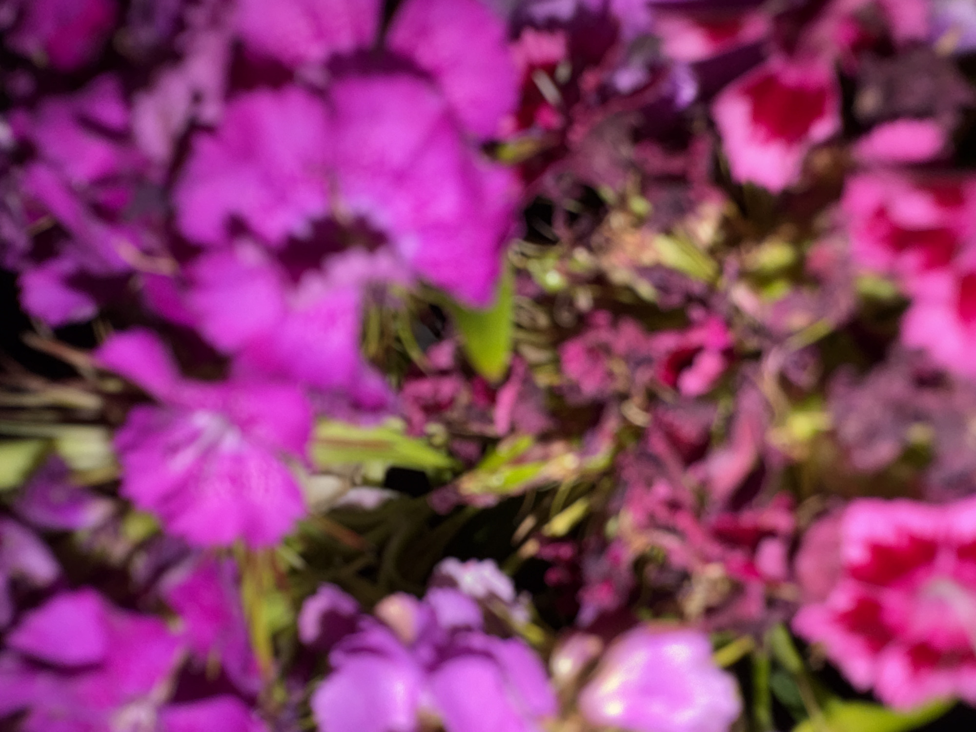 Flowers and ink: close-up details from a night in Riga
