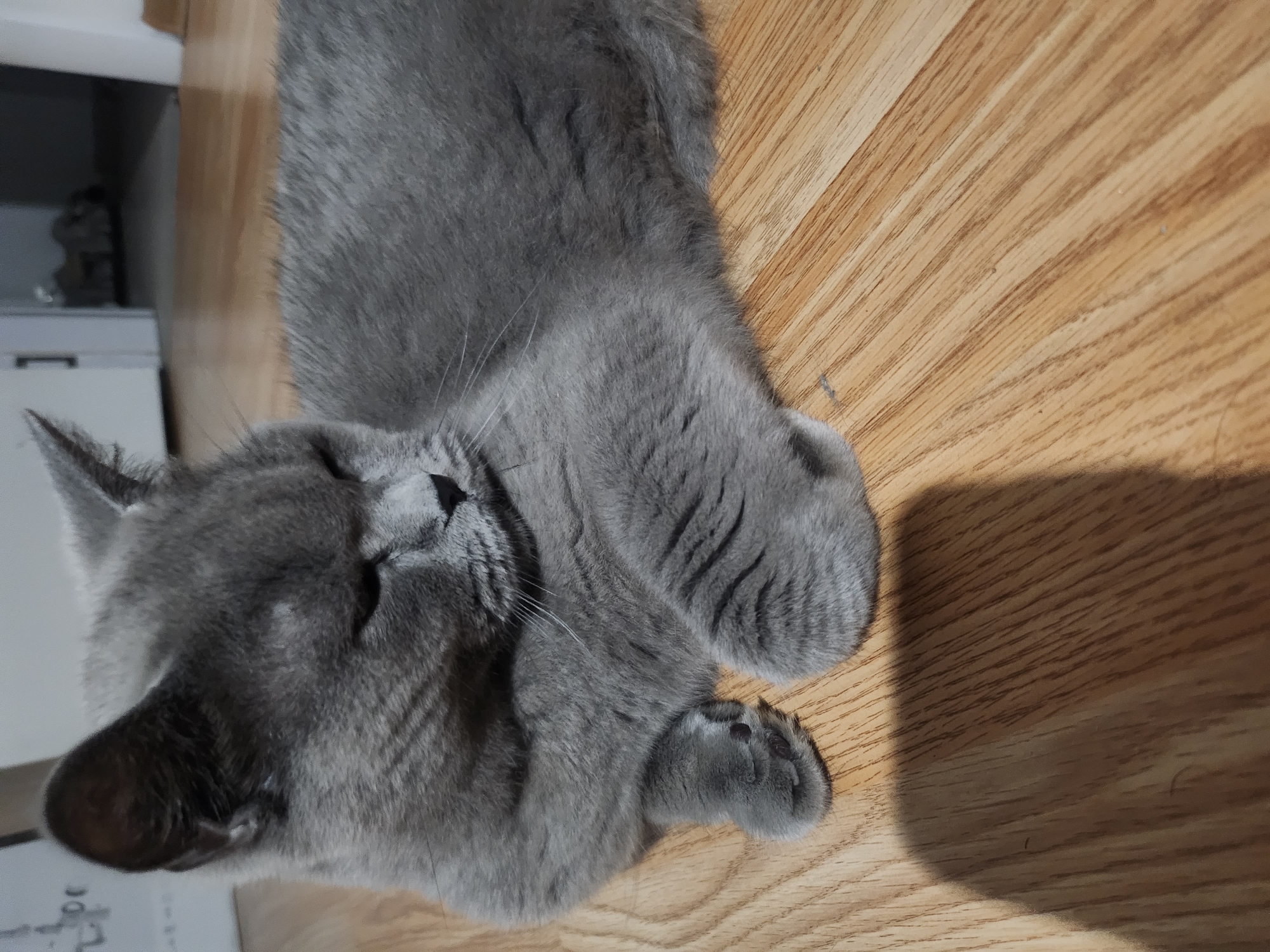Grey cat relaxing indoors in Tsarevo on a summer evening