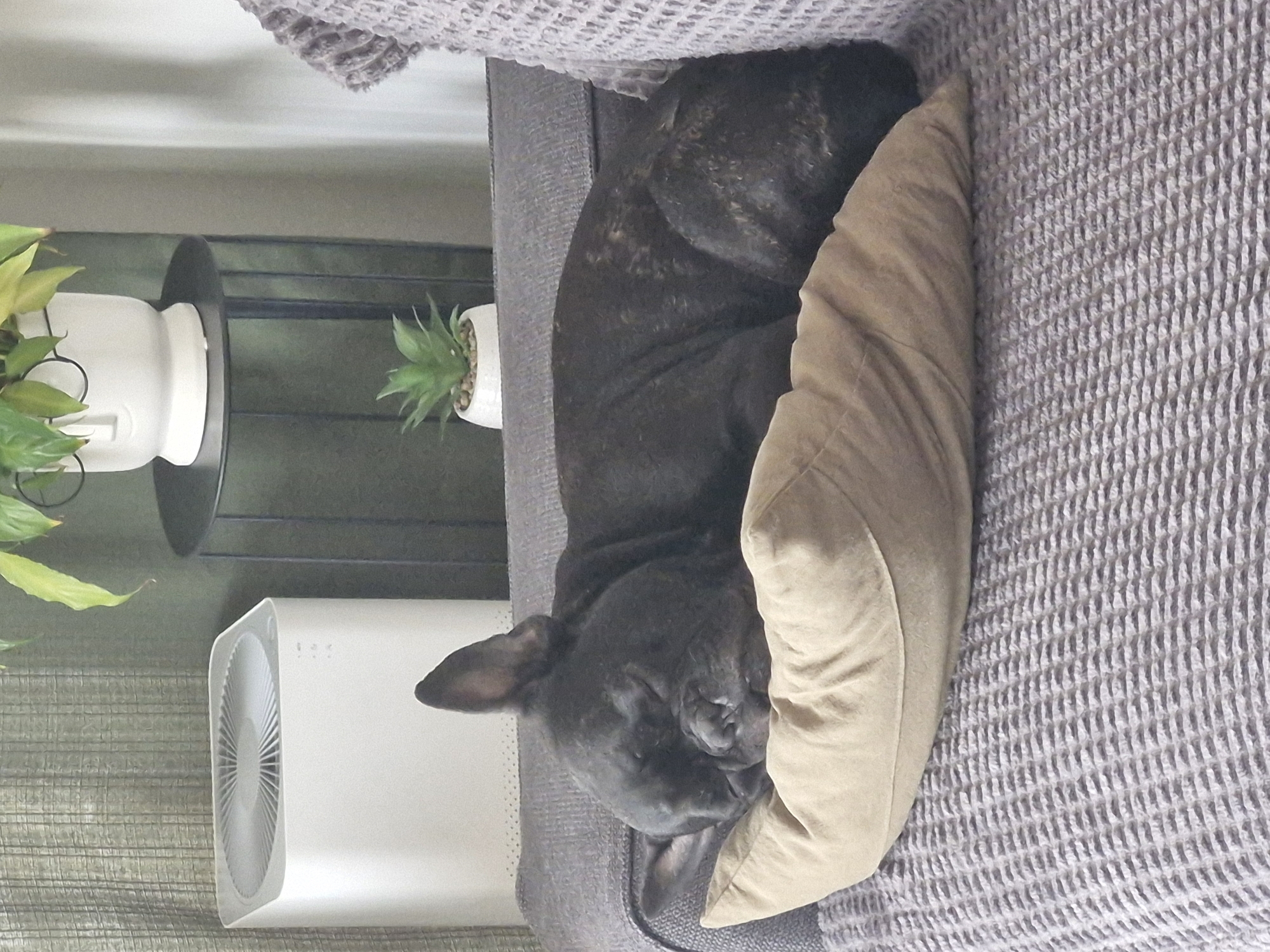French bulldog naps on sofa in Plovdiv home