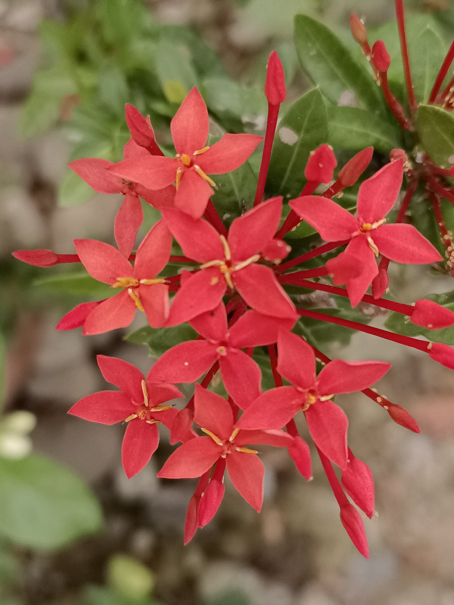 Colorful garden flowers blooming in Blang Cut, Indonesia