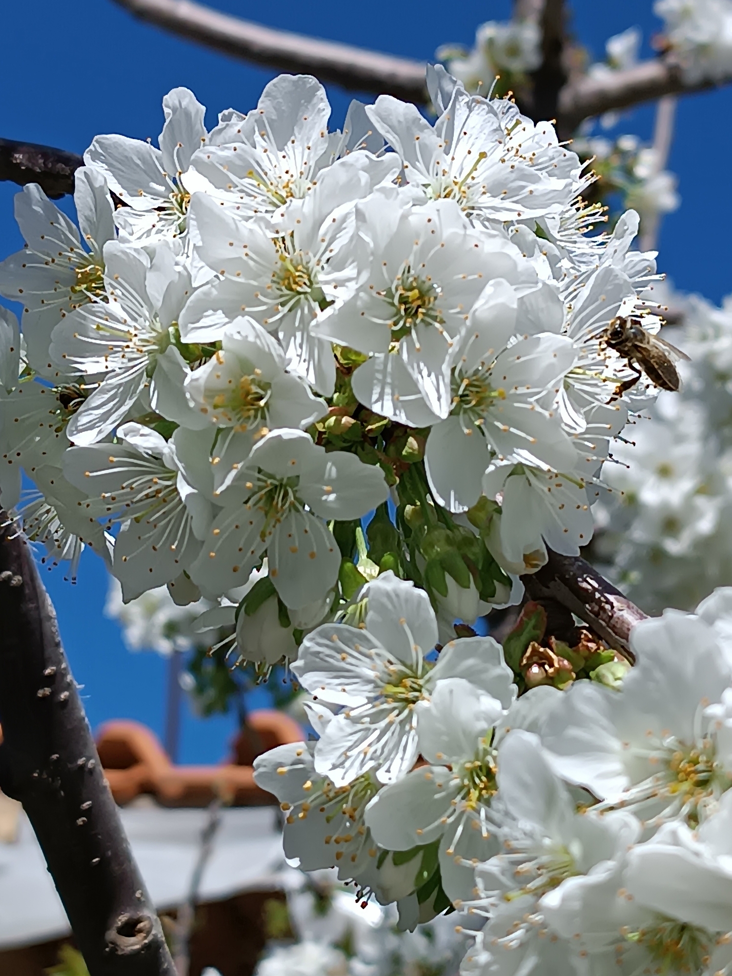 Bee lands on cherry blossoms in Kulata, Bulgaria