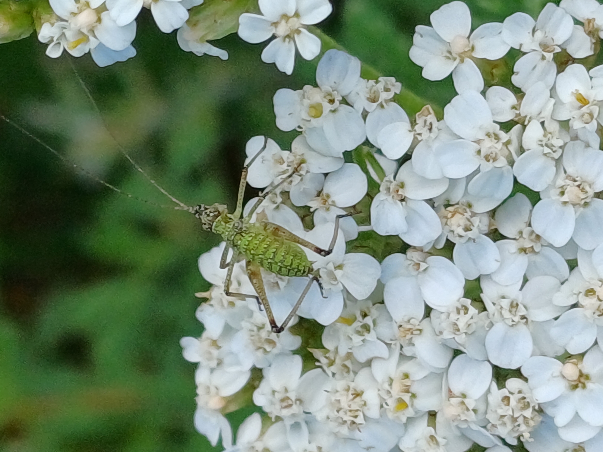 Riga nature scenes: insects, flowers, reeds, and open sky