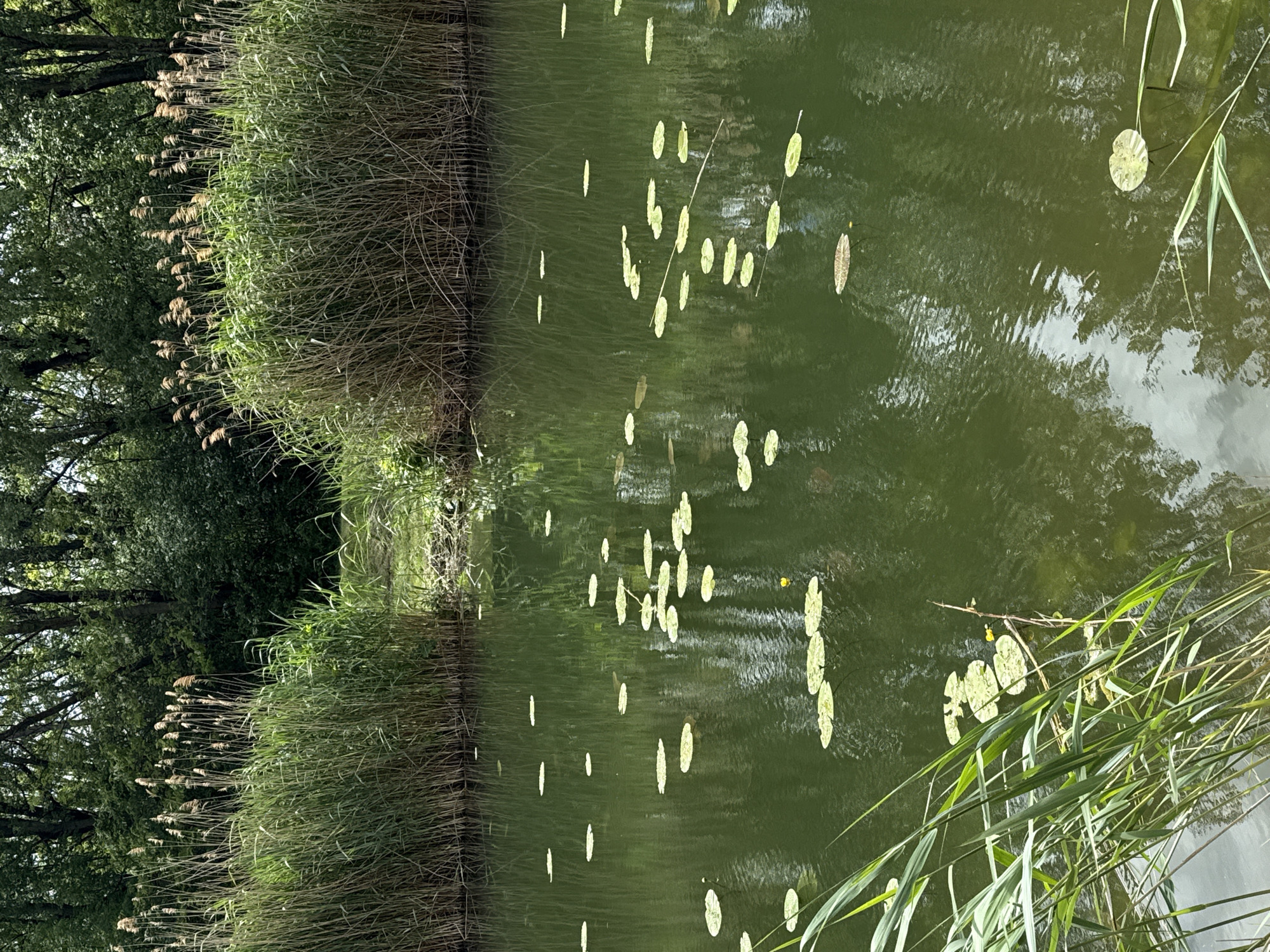Pond scenes and minor flooding documented in Bratislava