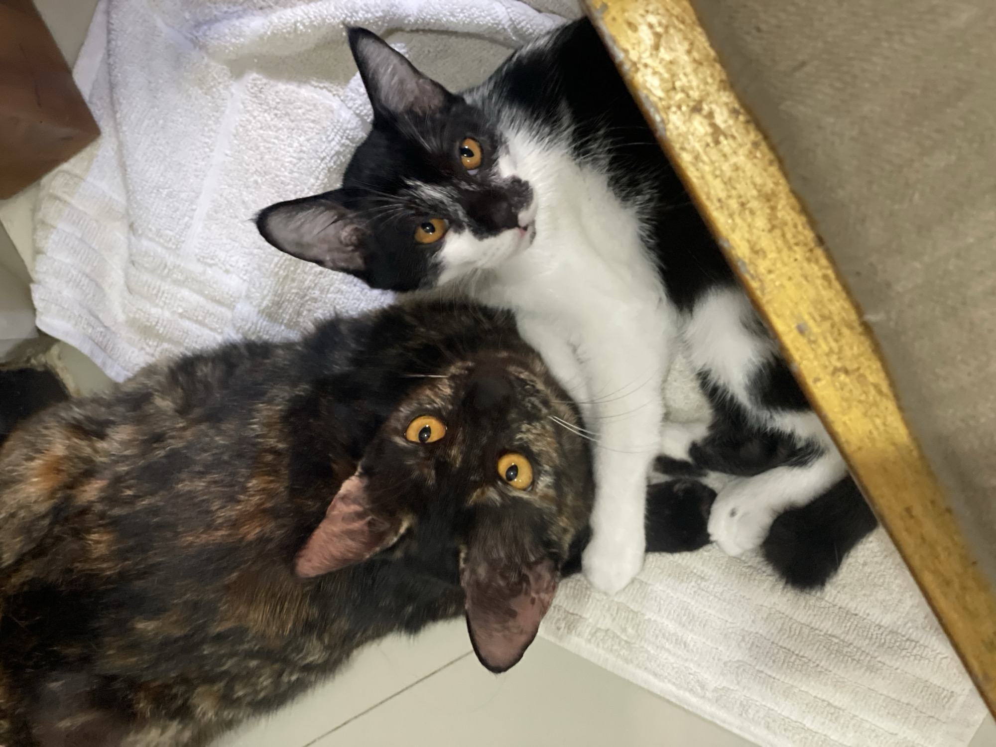 Two cats cuddle and groom together in Denpasar home