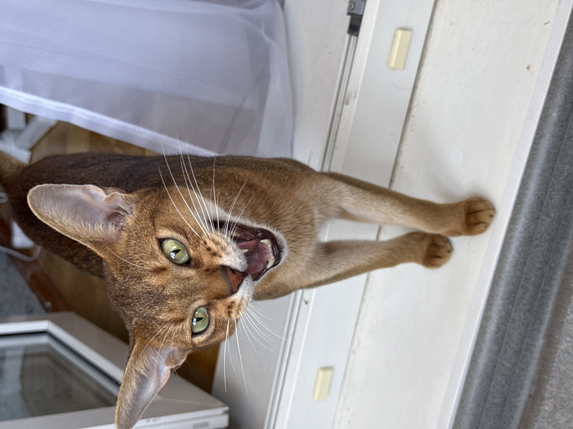 Abyssinian cat poses around a Russian home