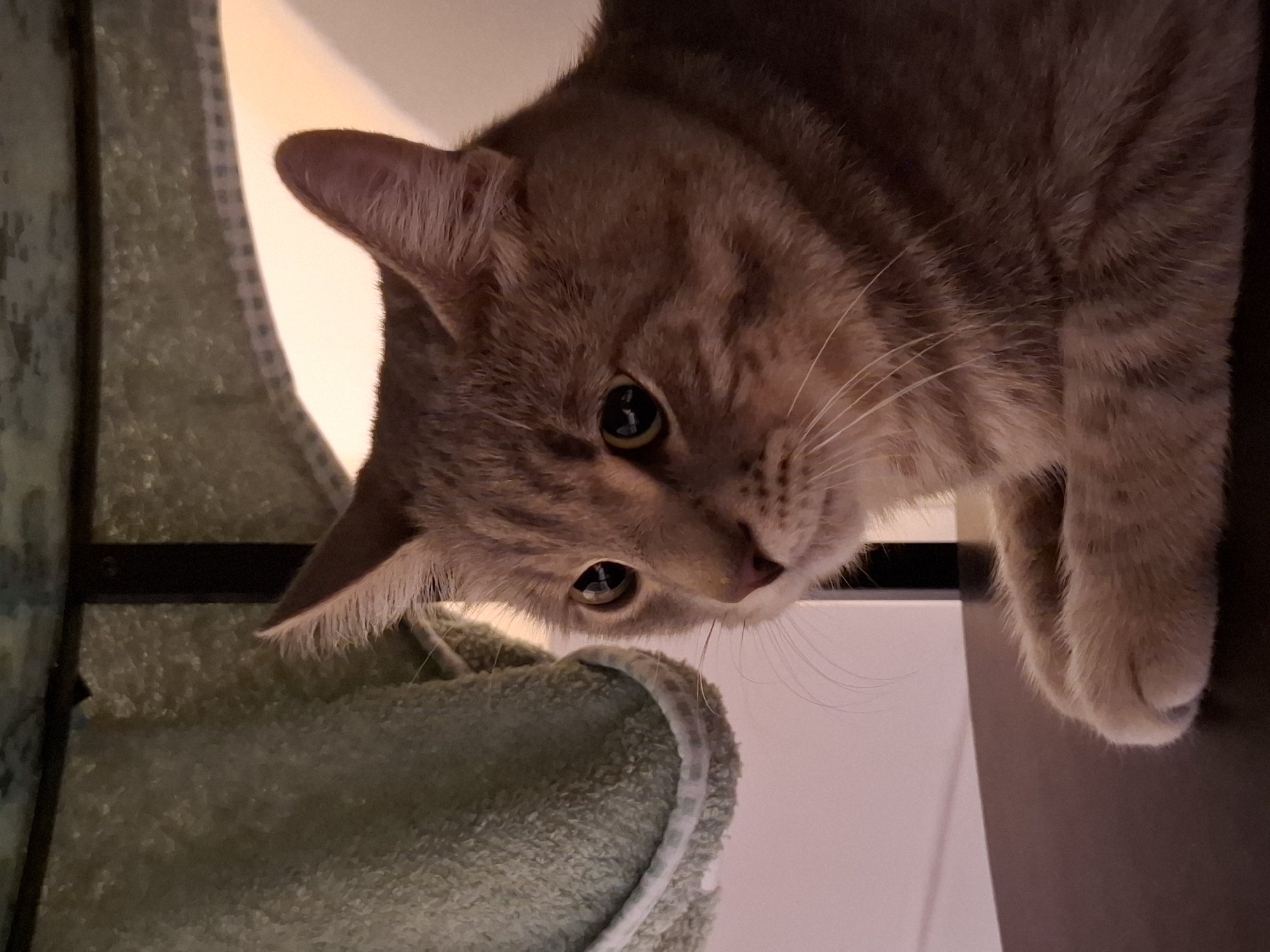 Gray tabby cat's evening at home, Zemun