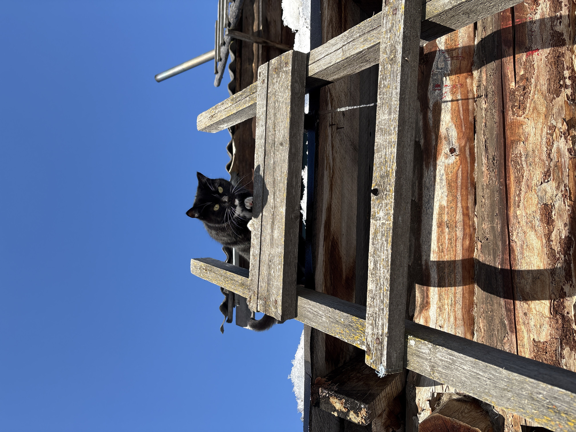 Tuxedo cat spotted on wooden structure in Ust-Ilimsk
