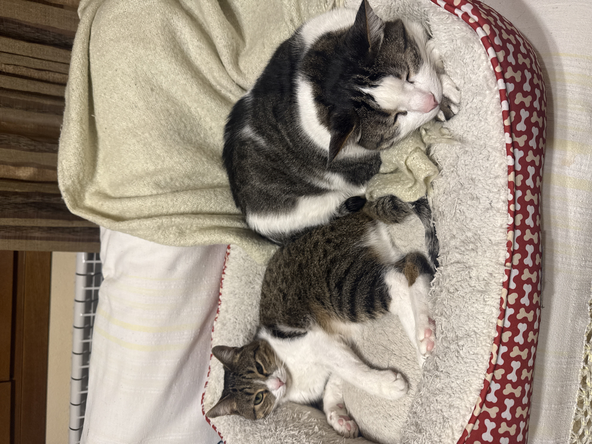 Two tabby cats rest together in patterned pet bed