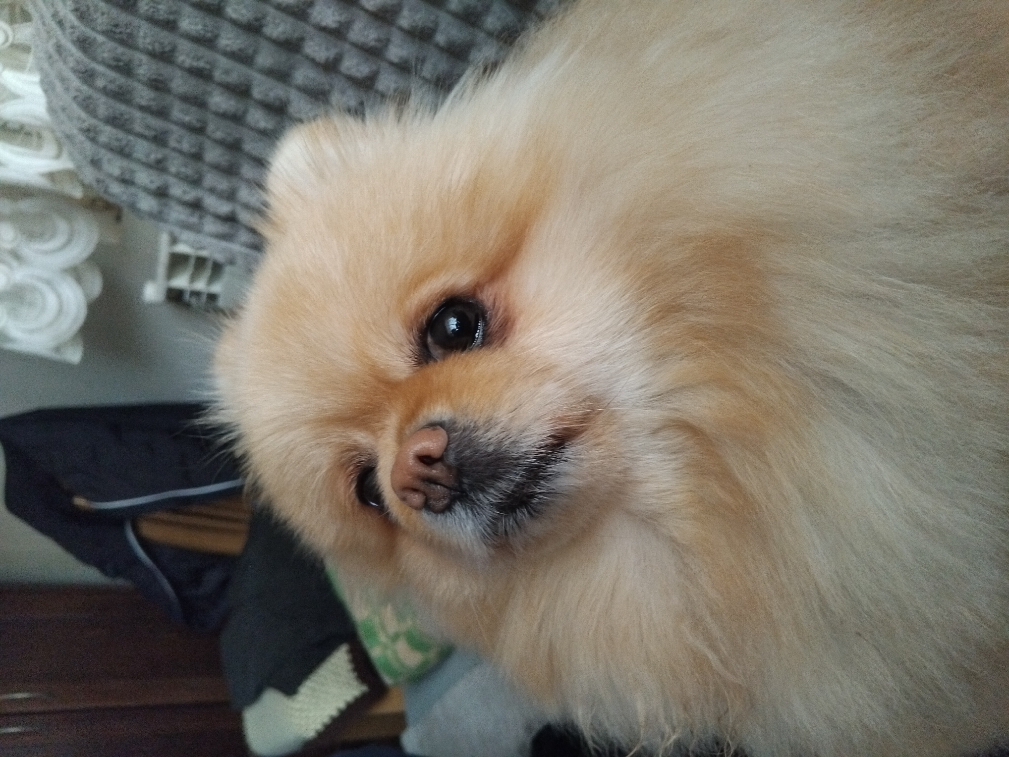 Pomeranian dog photographed indoors in Apriltsi, Bulgaria