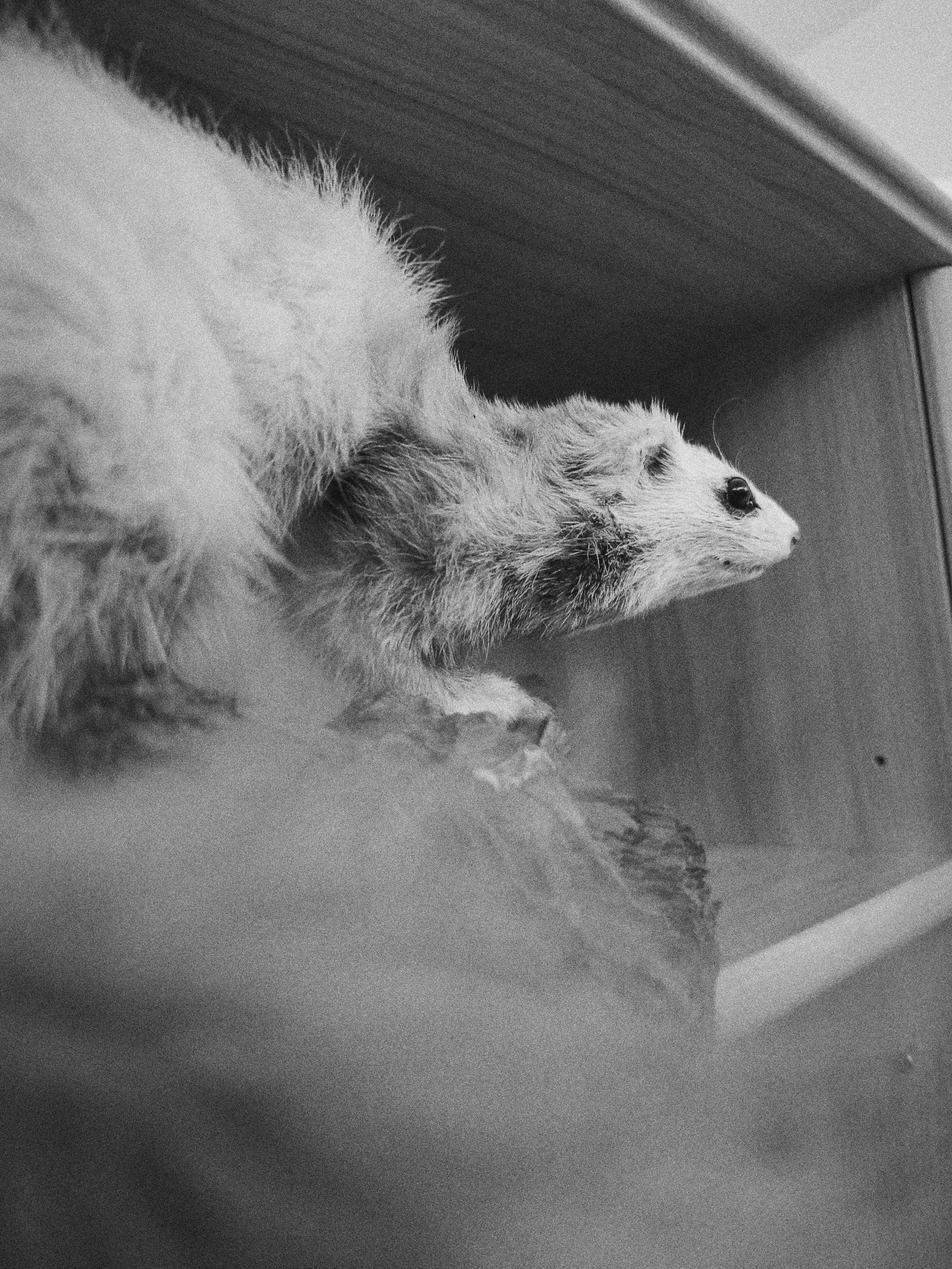 Night streets and taxidermy close-ups in Winnenden, Germany