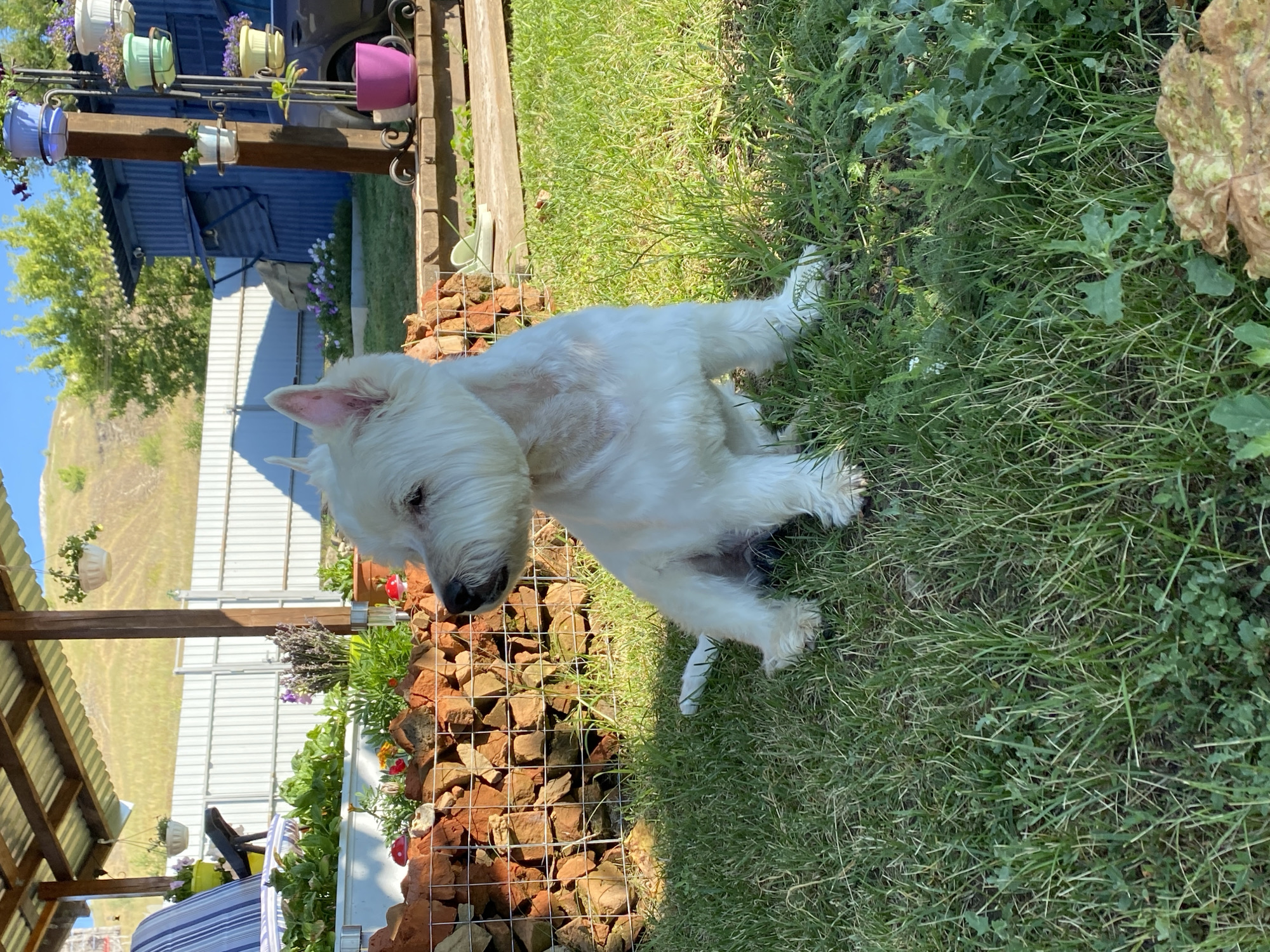 Westie and garden flowers on a summer day in rural Russia