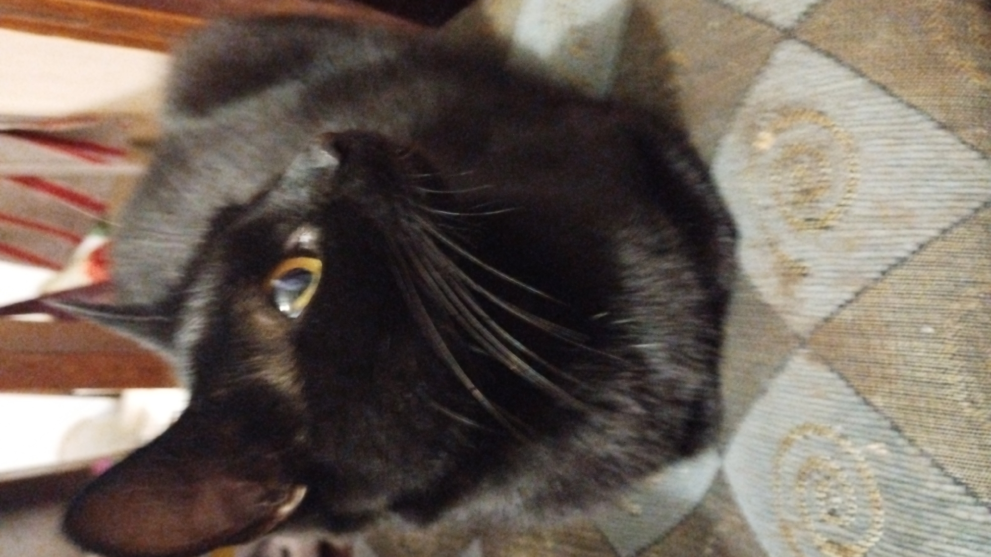 Black cat naps while apples sit pretty on a decorative plate