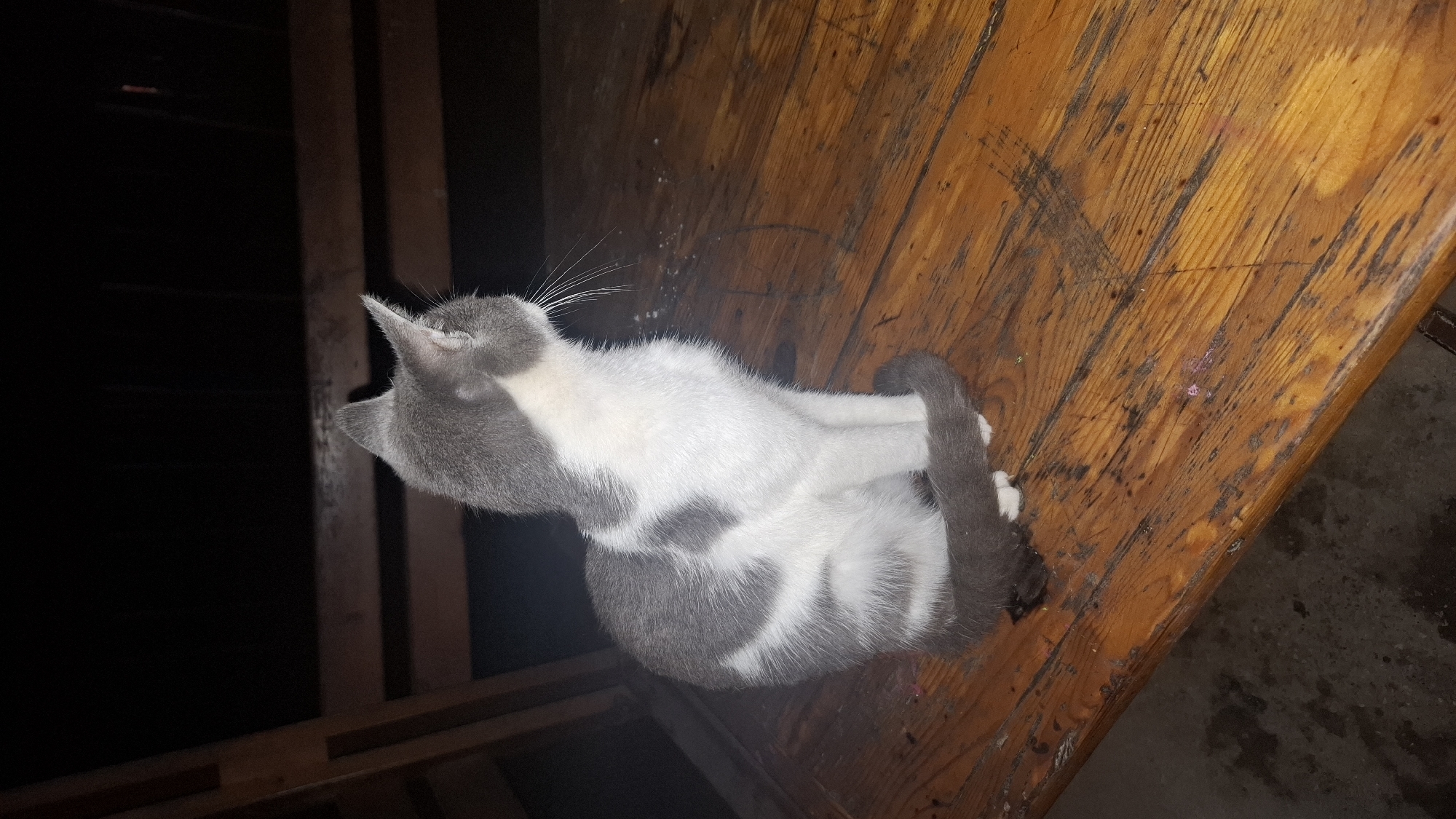 Rainy night in a Cyrillic-script city, cat included