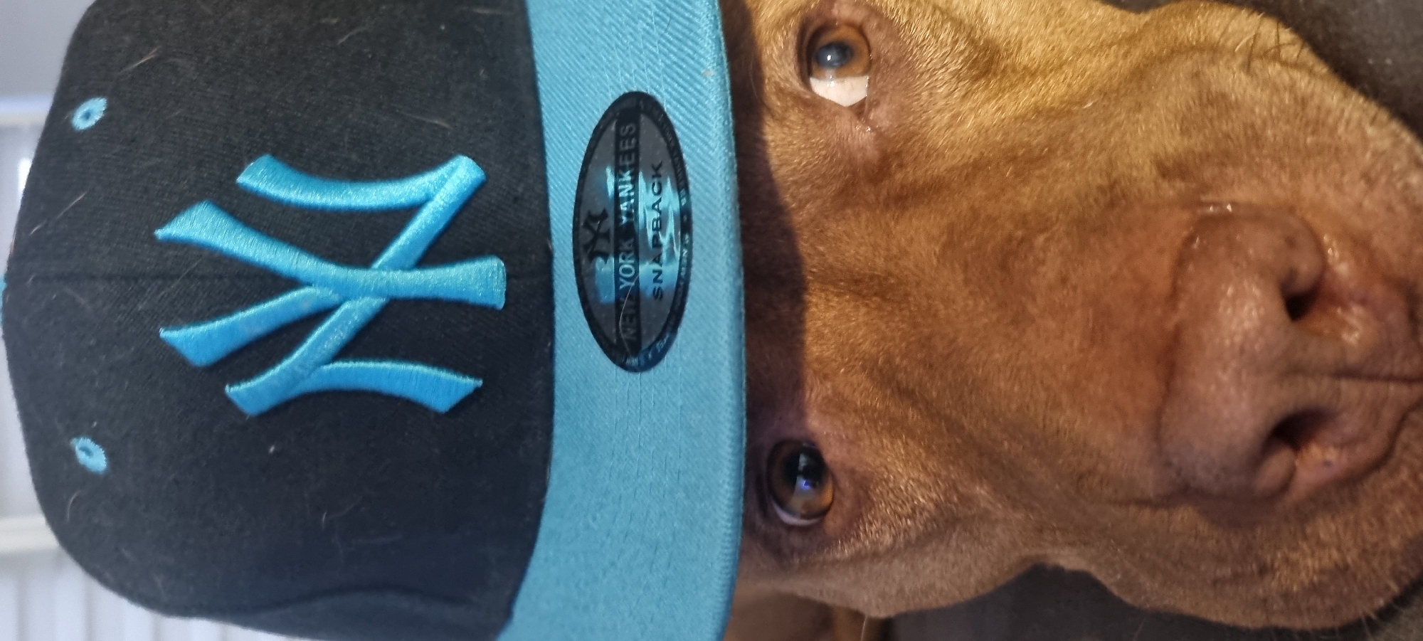 Dog in Yankees cap photographed on Sofia streets