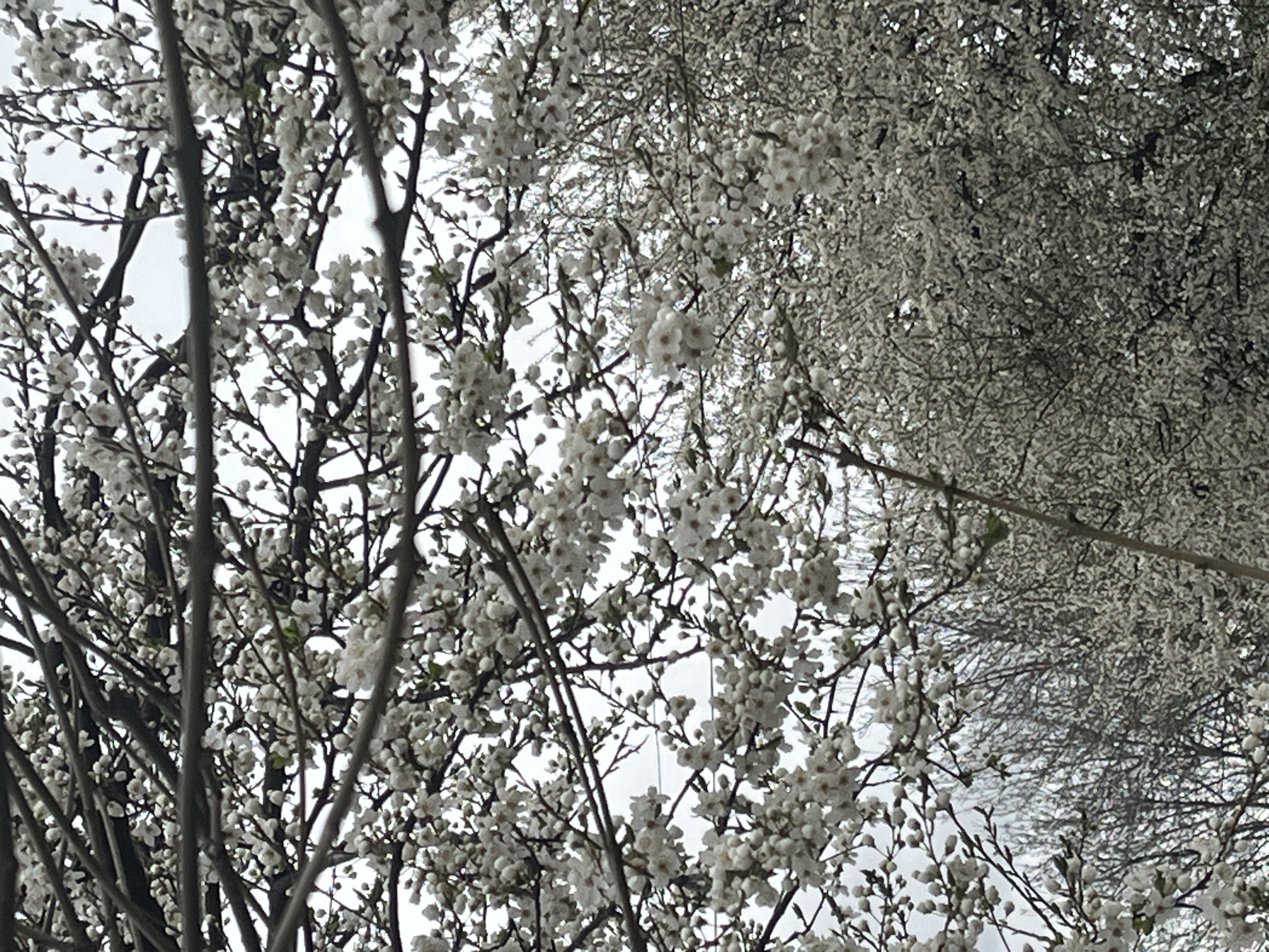 Spring blossoms bloom across Sofia amid urban landscape