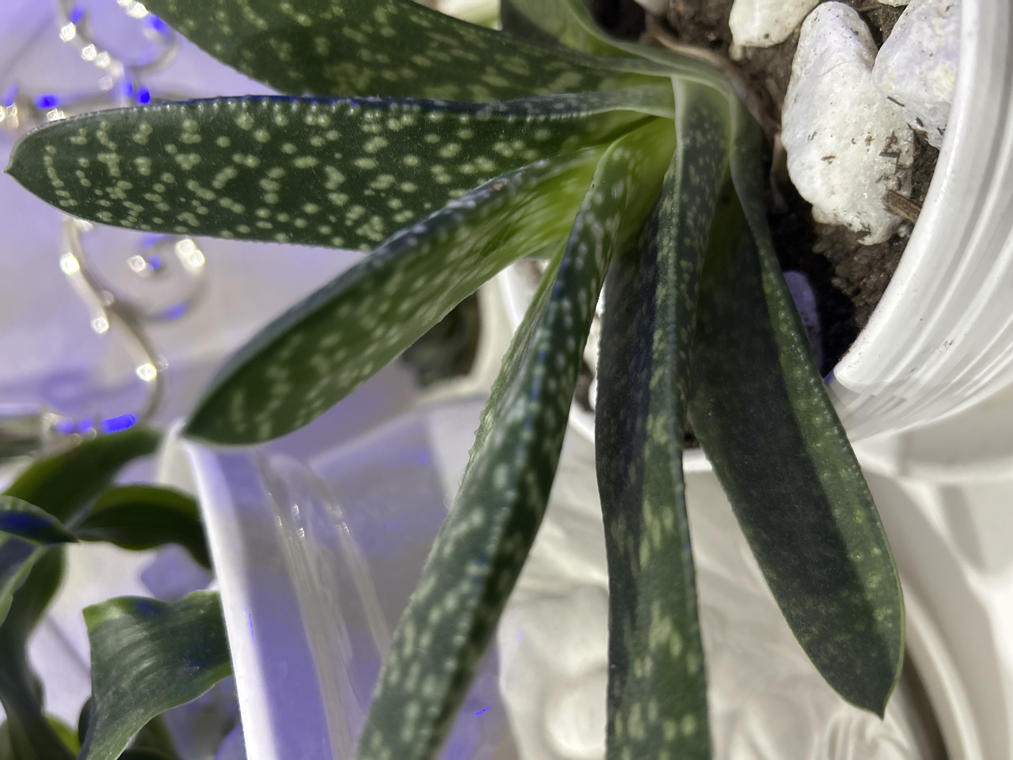 Houseplants, a small dog, and Mirny nights