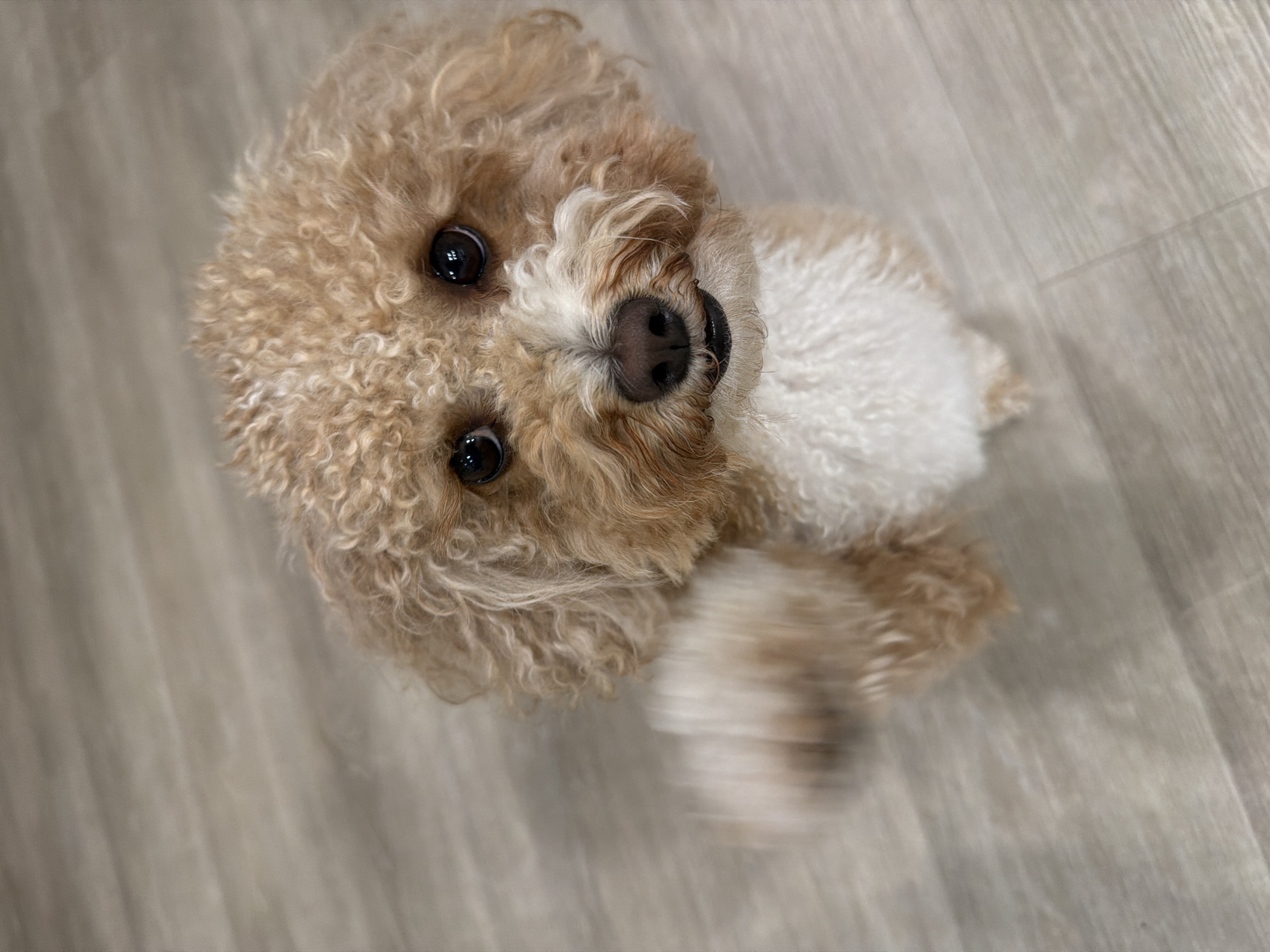 Poodle mix and a mirror selfie at home in Delray Beach