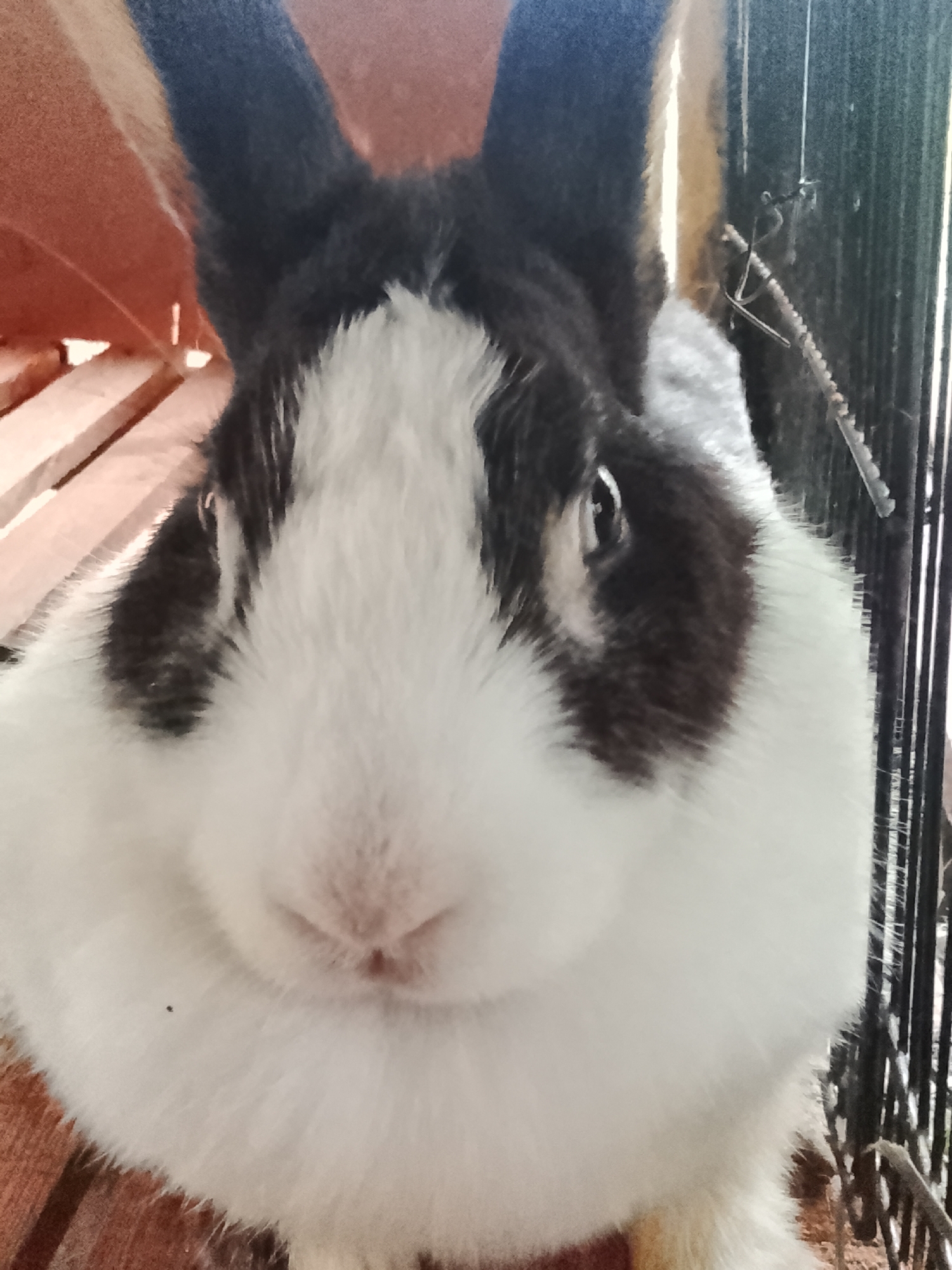 Rabbits and a guinea pig in backyard enclosures, Aceh