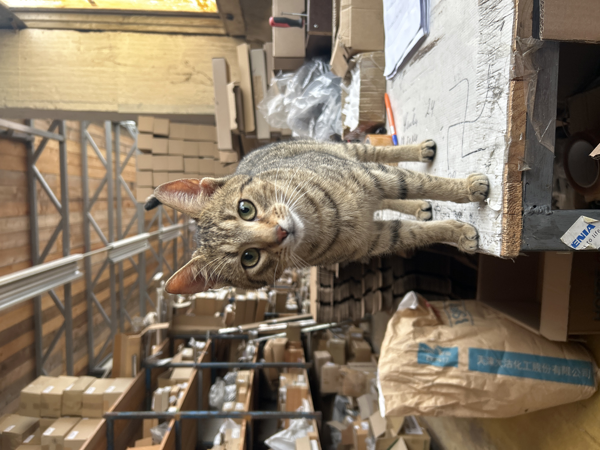 Cats spotted lounging in warehouse storage area