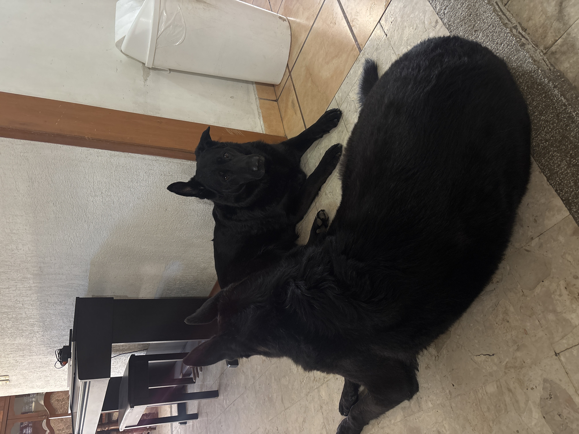 Home interior scenes with dogs captured in Cholula