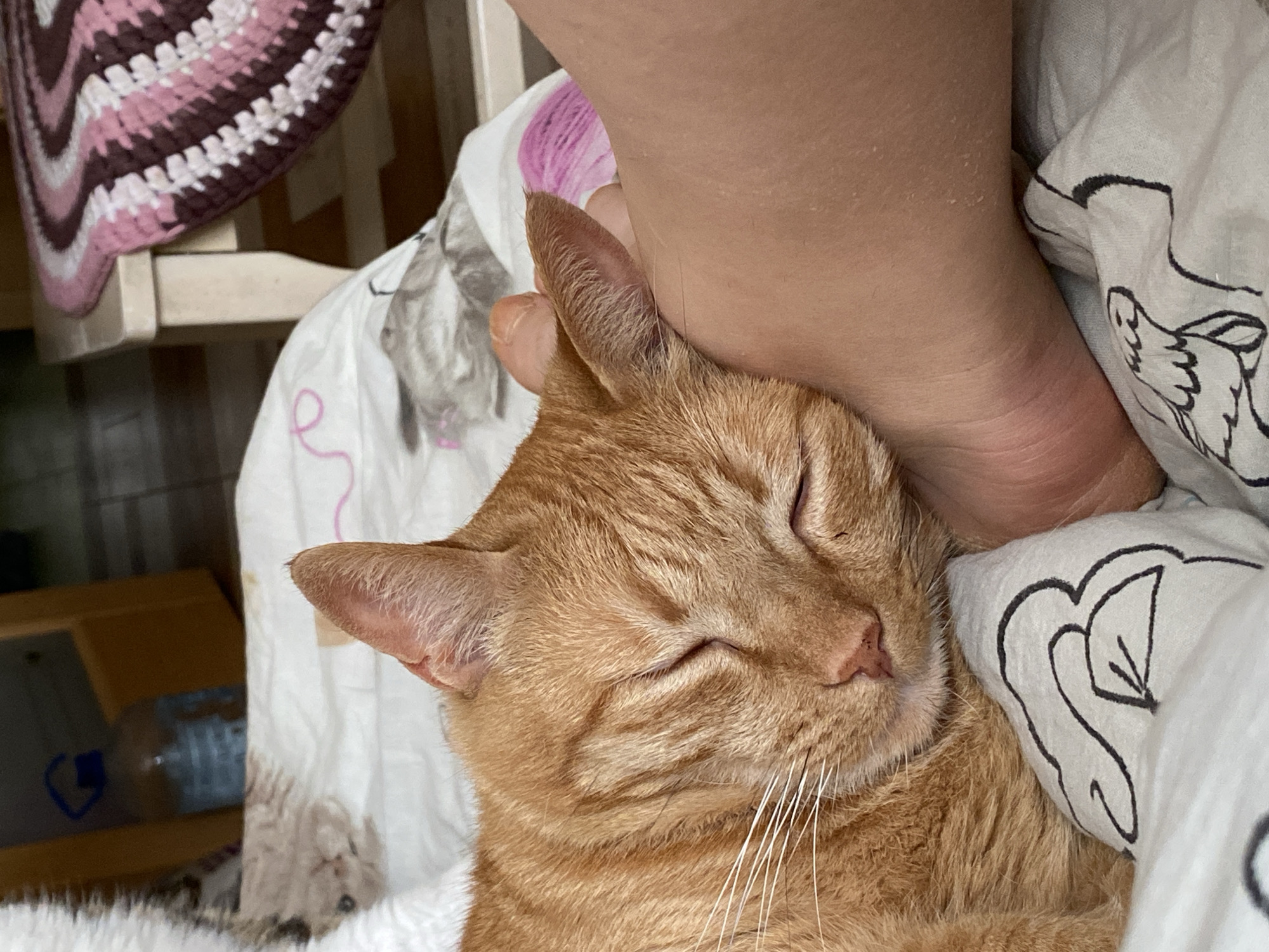 Cats Rest and Groom on Bed in Sevastopol