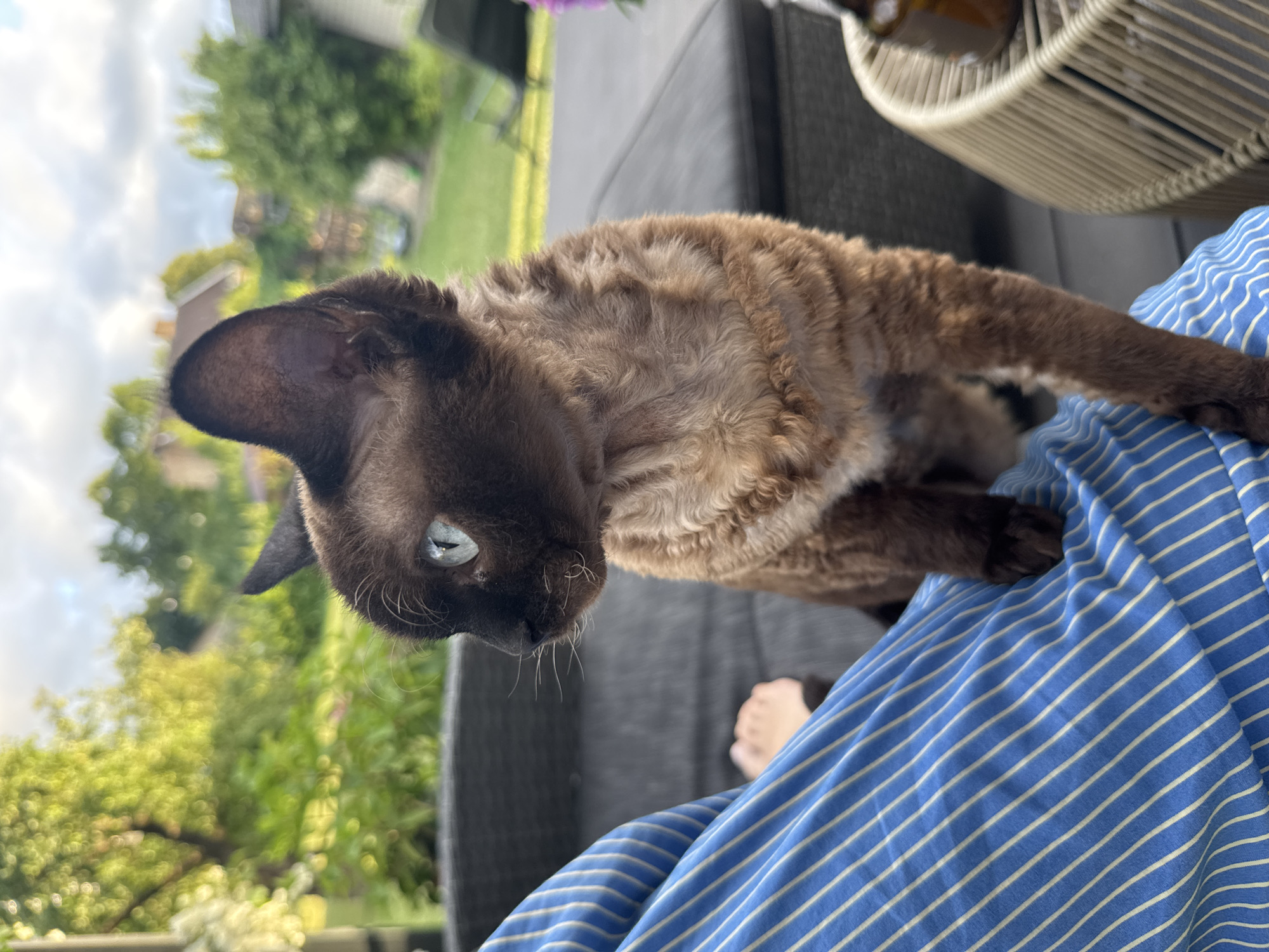 Devon Rex cat lounging outdoors in Carnikava on a July evening