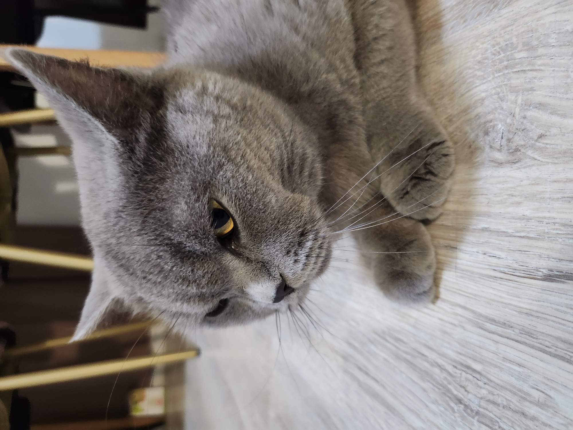 Gray cat documented during feeding and grooming session in Bulgaria