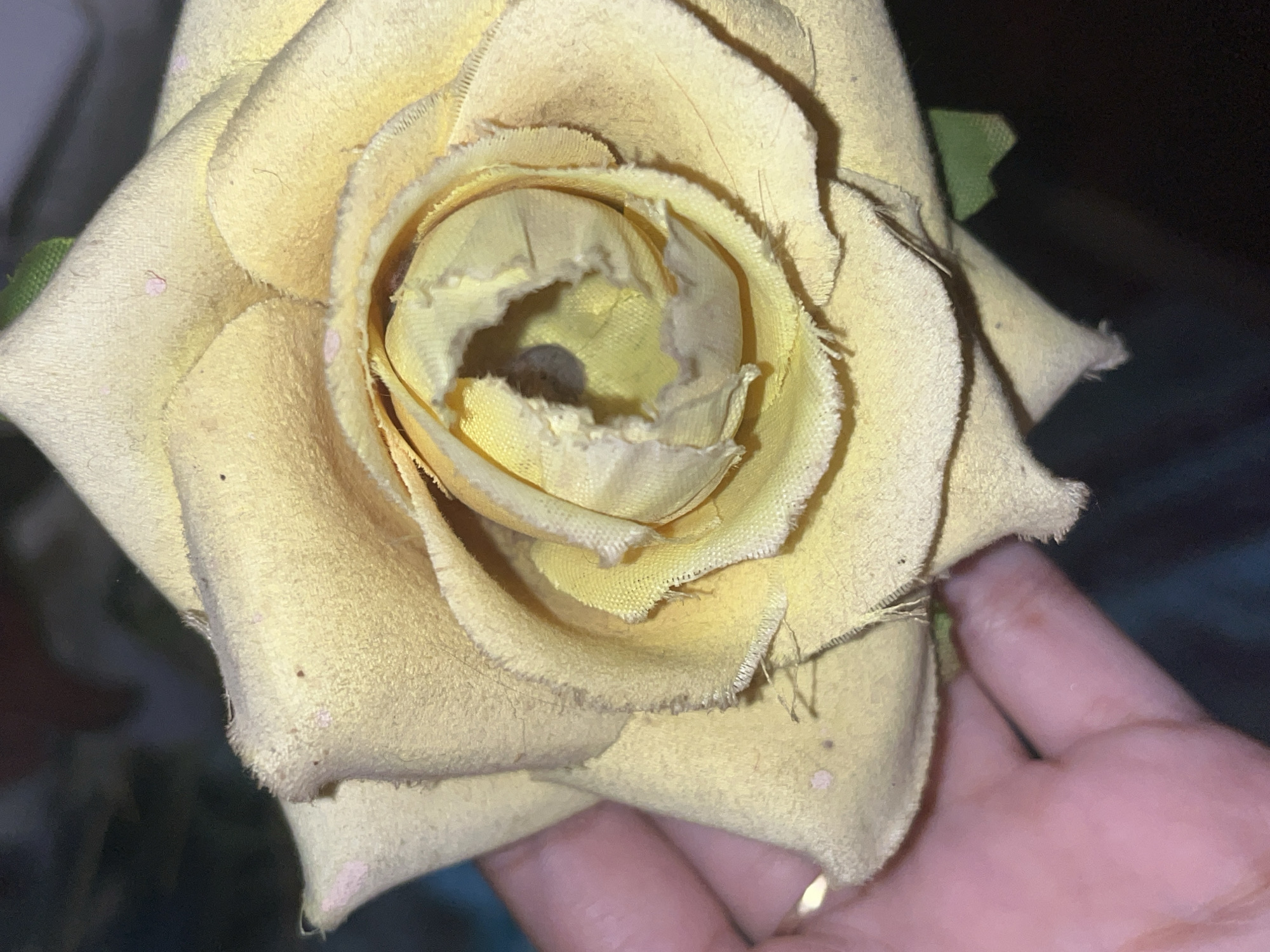 Domestic moments: sleeping cat, fabric rose, figurine collection documented