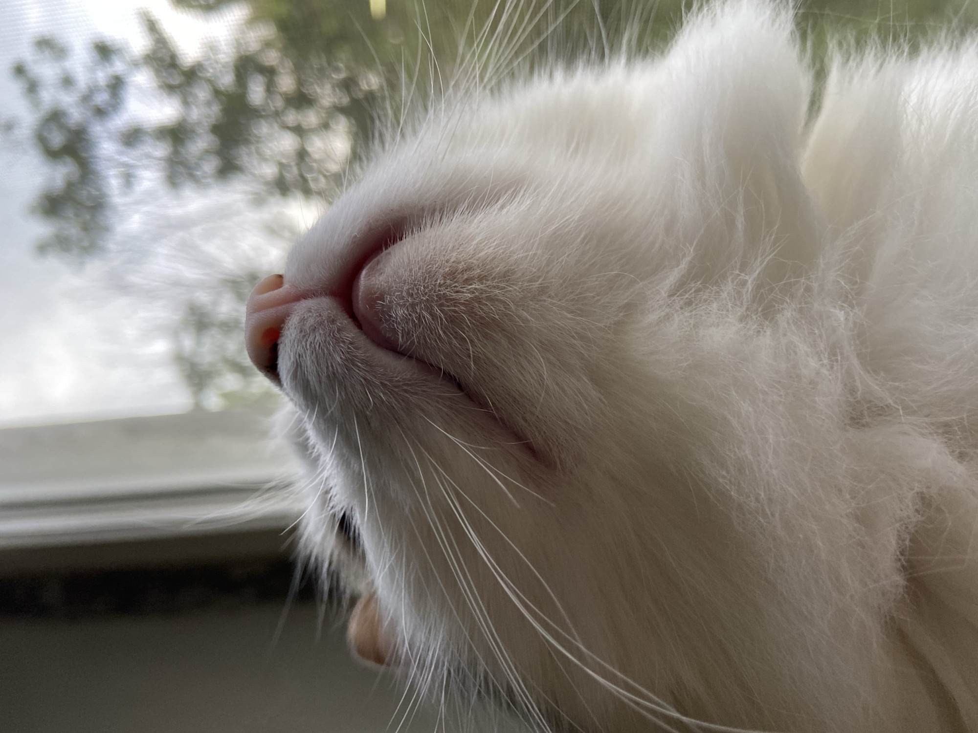 Cats observed in various indoor positions near windows