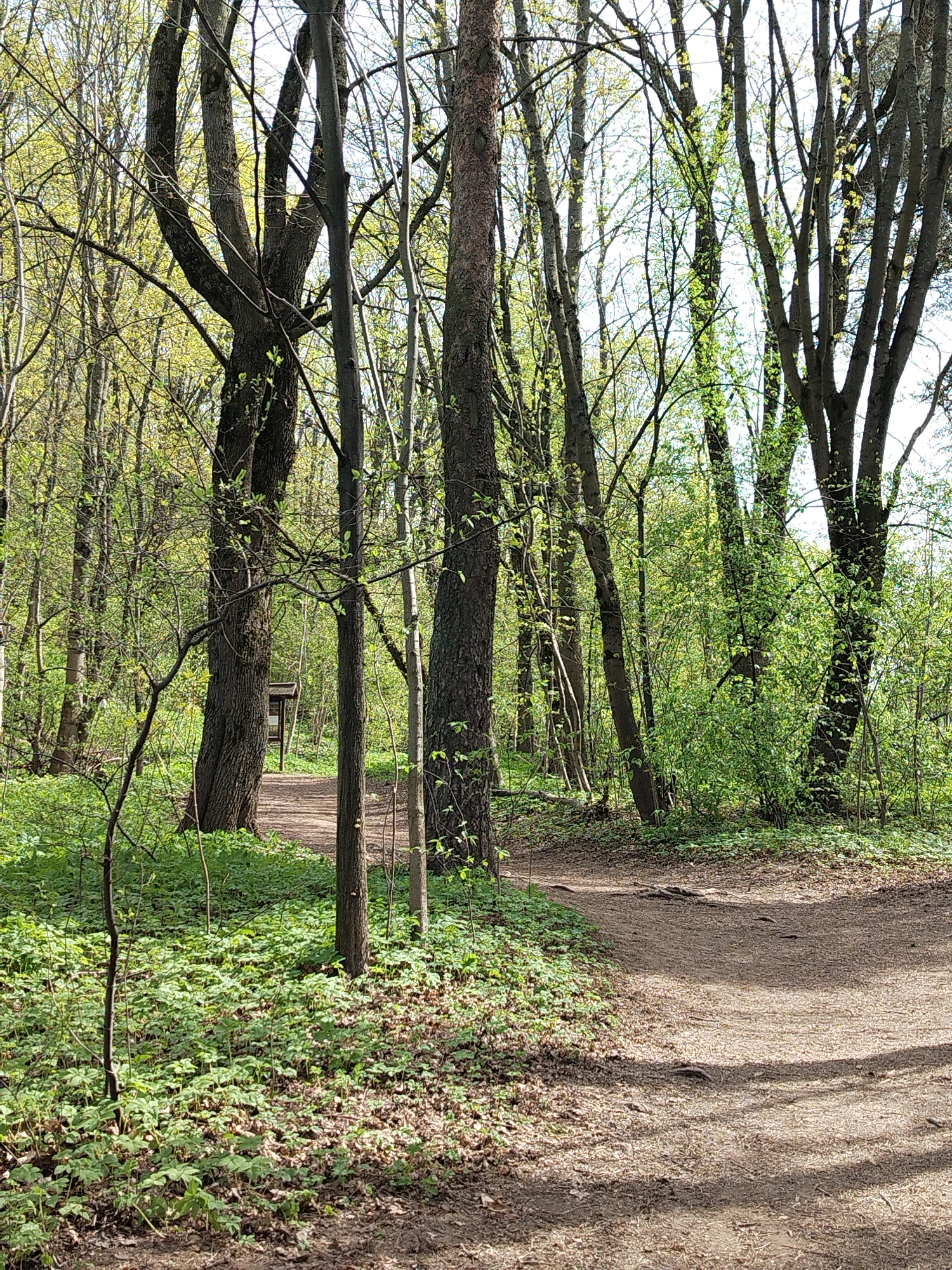 Forest walking path with moss-covered boulders documented by witness