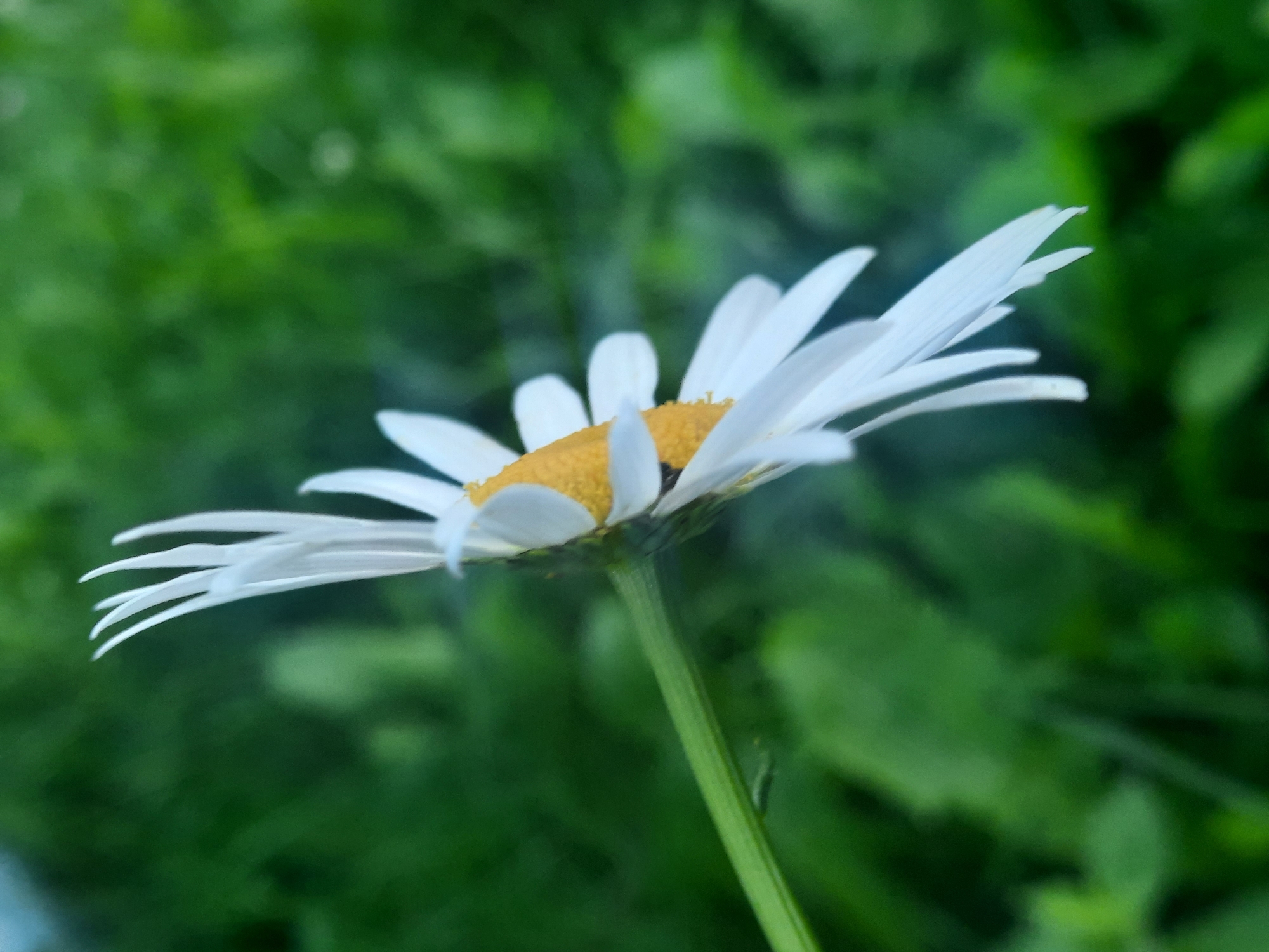Garden close-ups: daisy, developing apple, and blooming roses