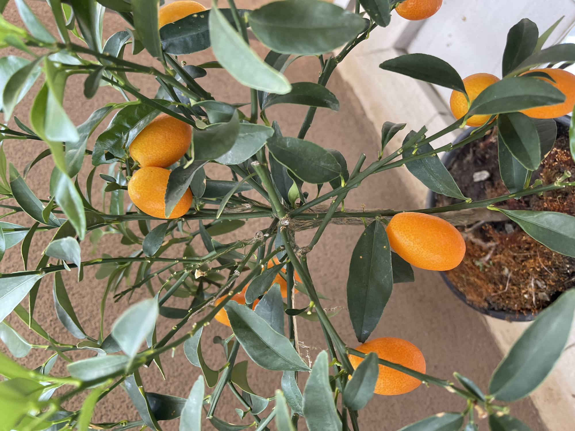 Morning balcony garden documentation in Podgorica, Montenegro