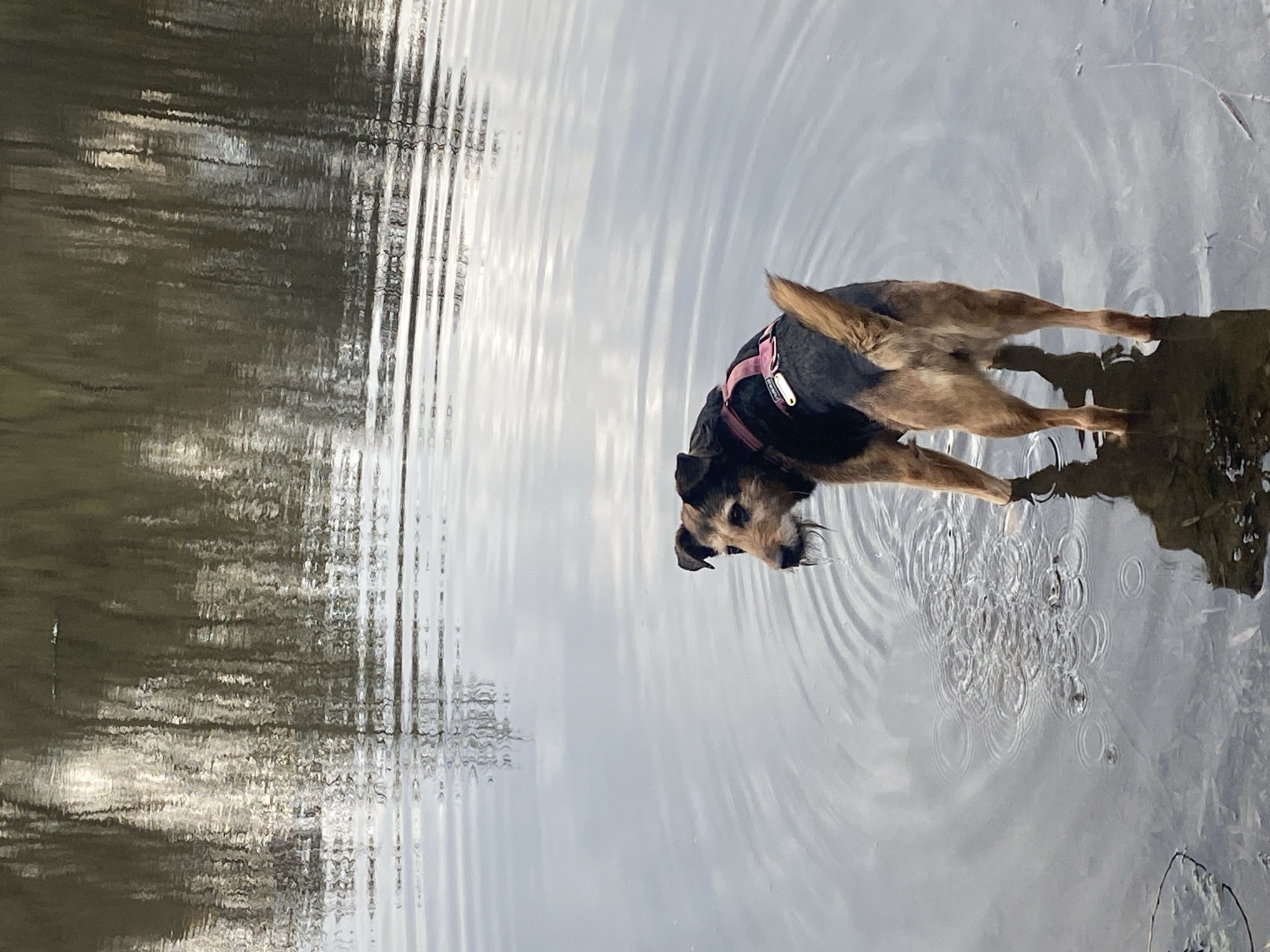 Dog in harness stands in shallow water in Moscow