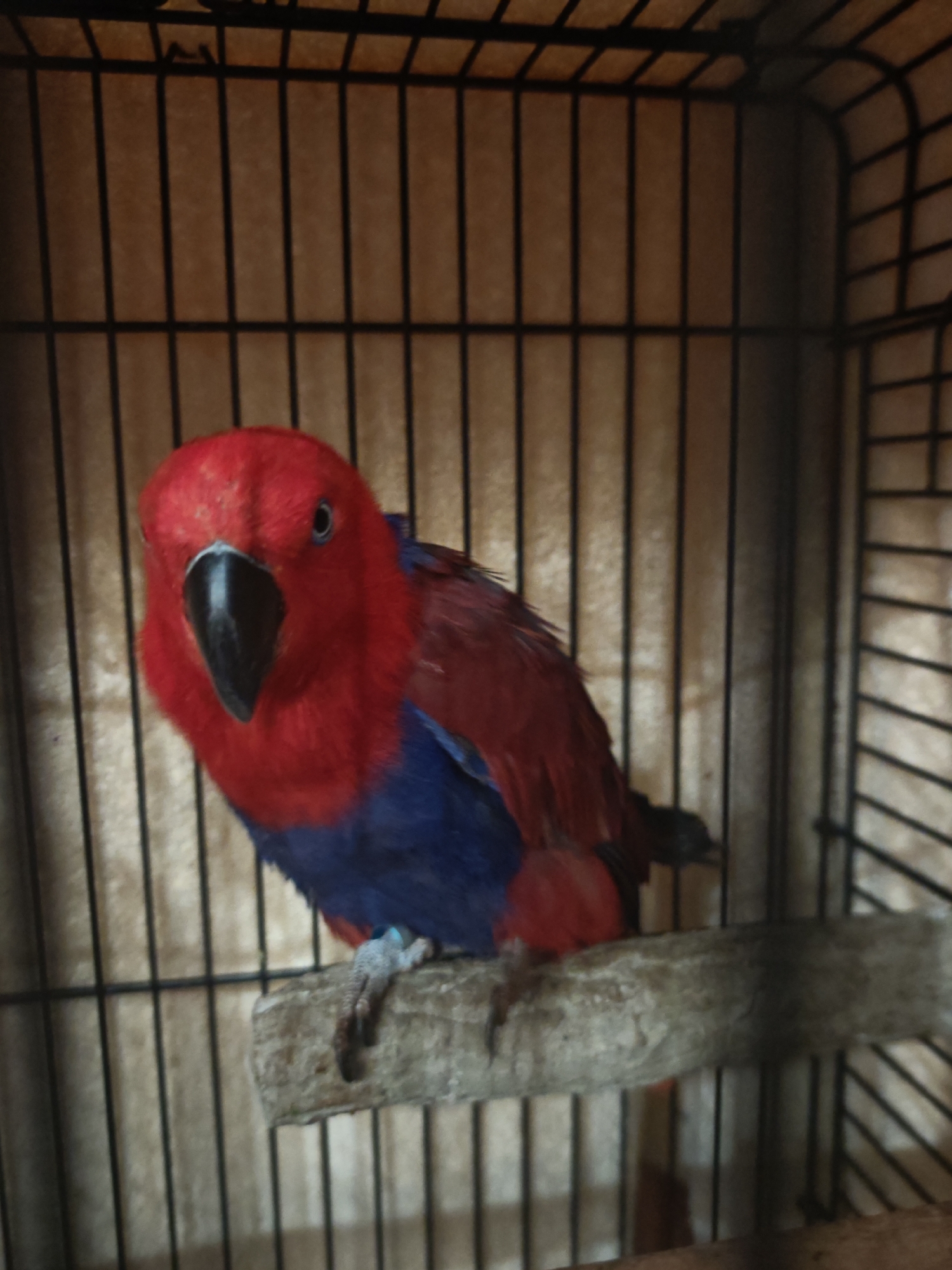 Pet sightings in Burgas: caged parrot and playful poodle