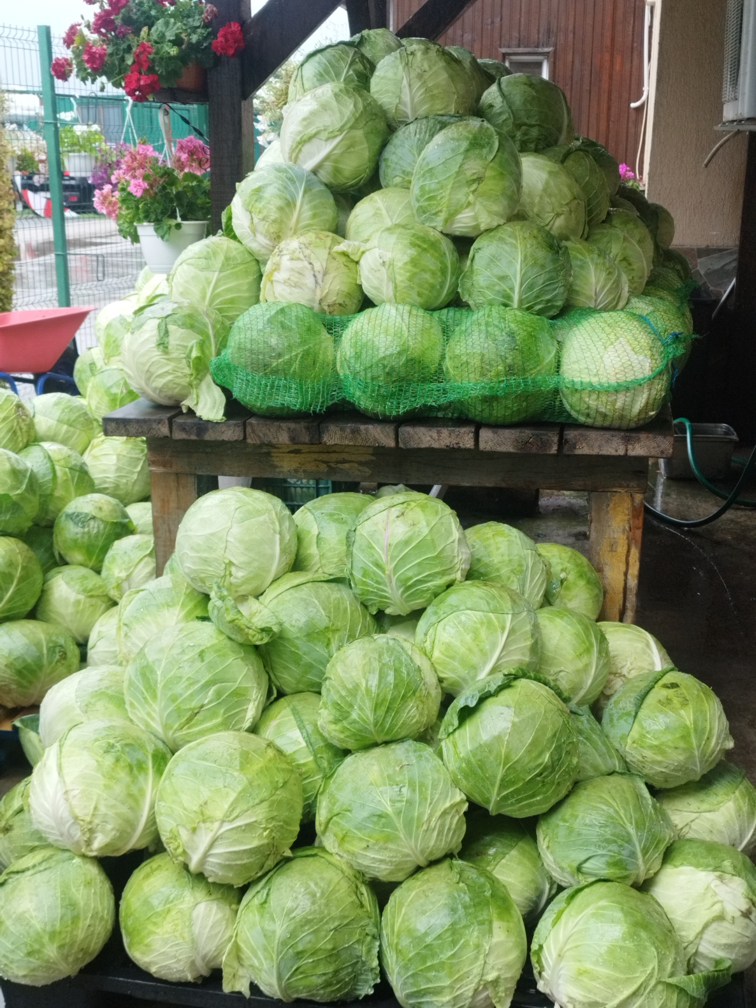 Ordinary morning scenes across Bucharest, from market to kitchen to park