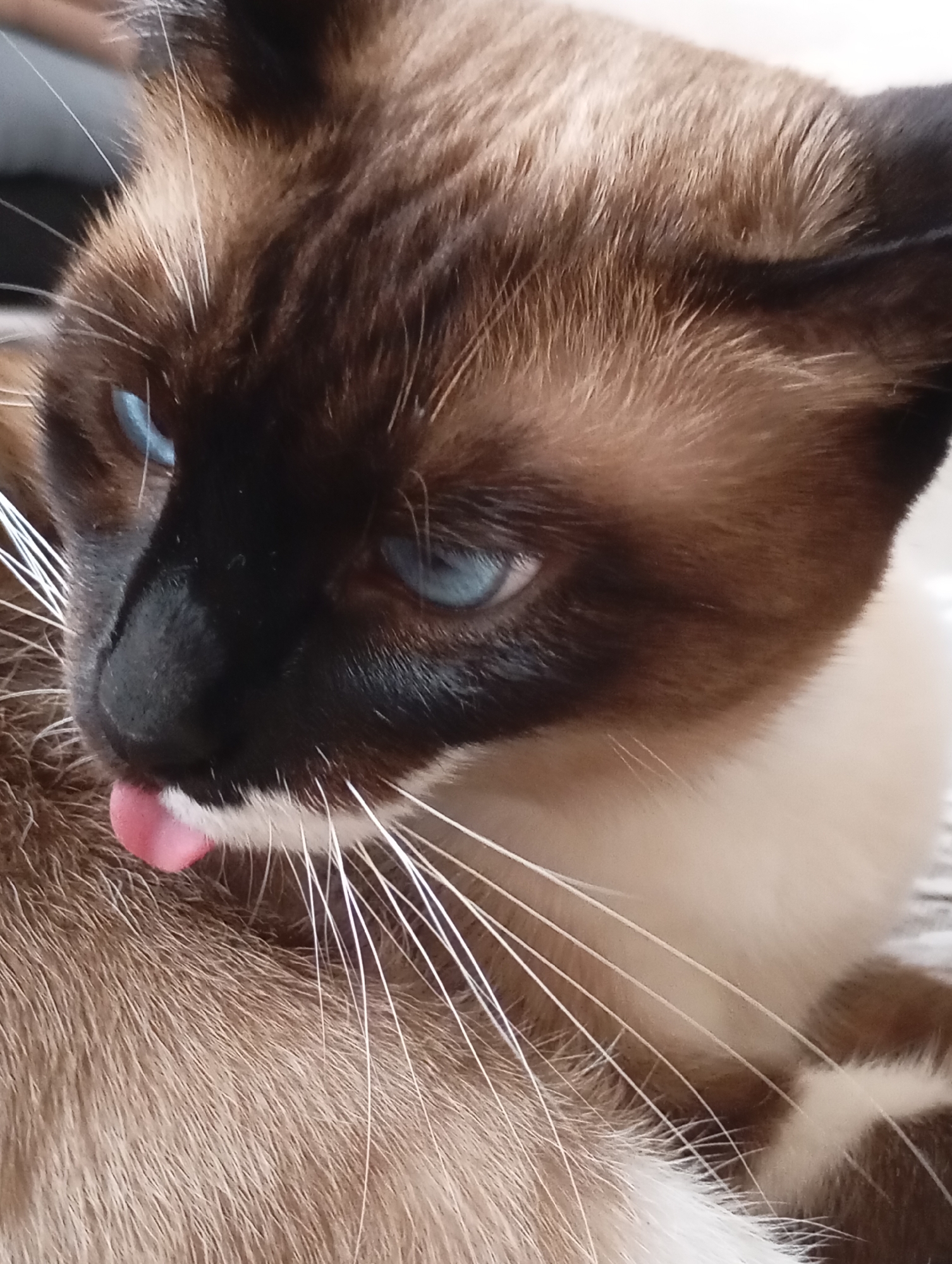 Siamese cat photographed up close in a Batumi interior