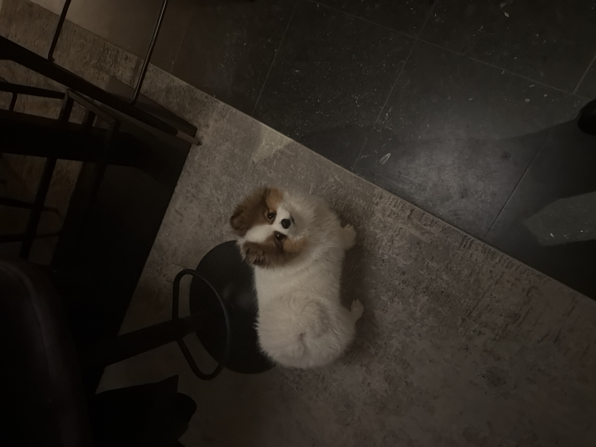 Evening scenes captured in Lunteren: indoor dog, outdoor patio