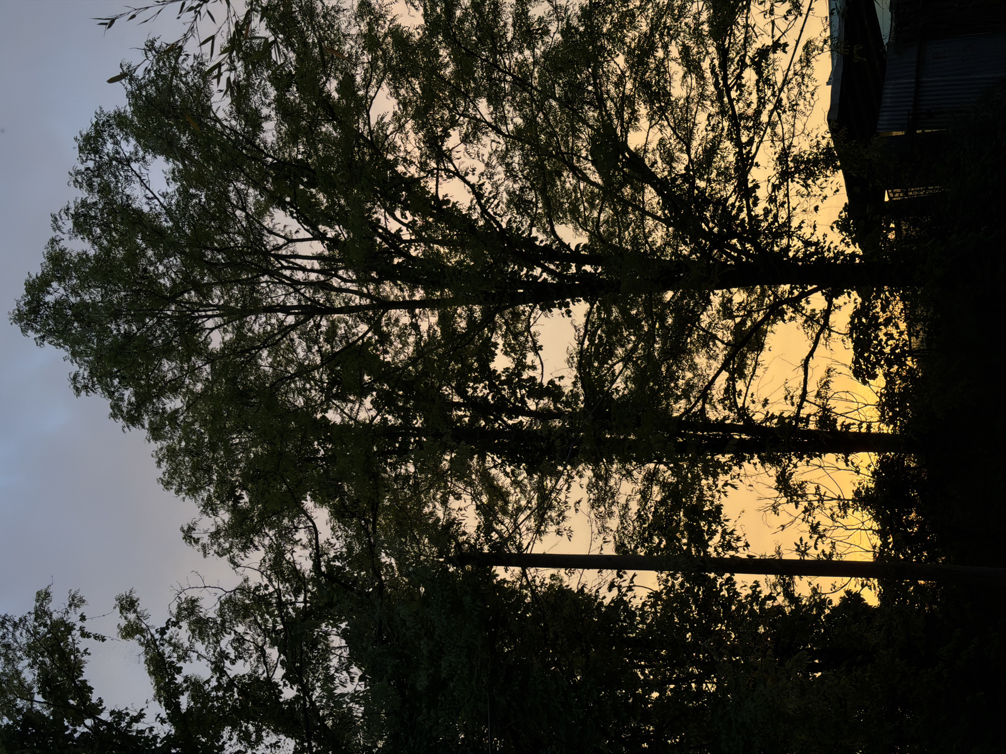 Evening observations in Milan capture decorated car, beetle, sunset