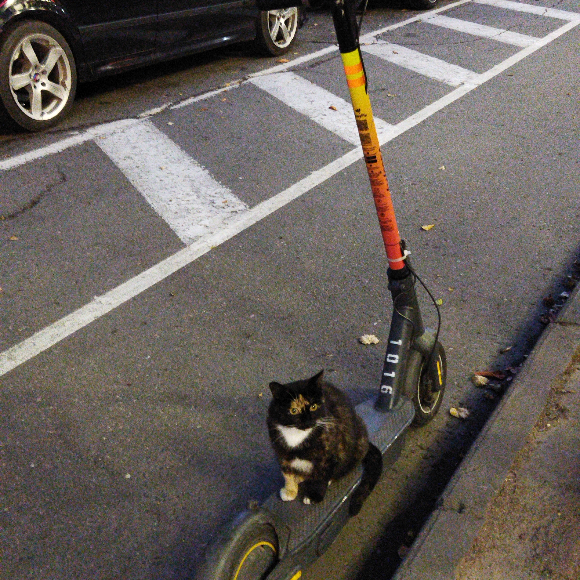 Cat on a scooter, dusk streets, and a Polotsk evening