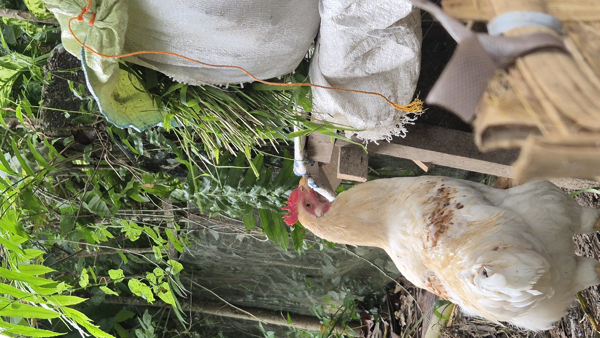 Goats and hens at a rural livestock pen in Mee, Indonesia