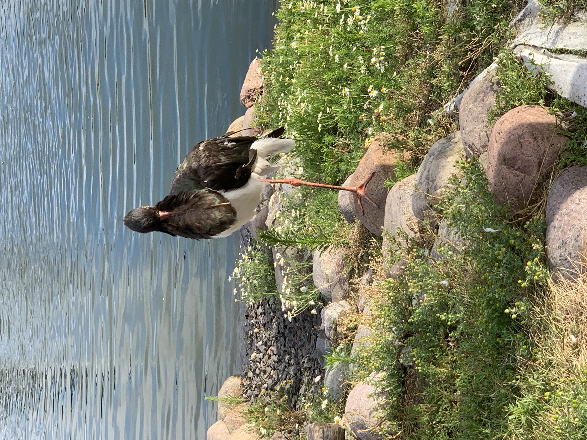 Afternoon tour of a Belarus wildlife park, animals throughout
