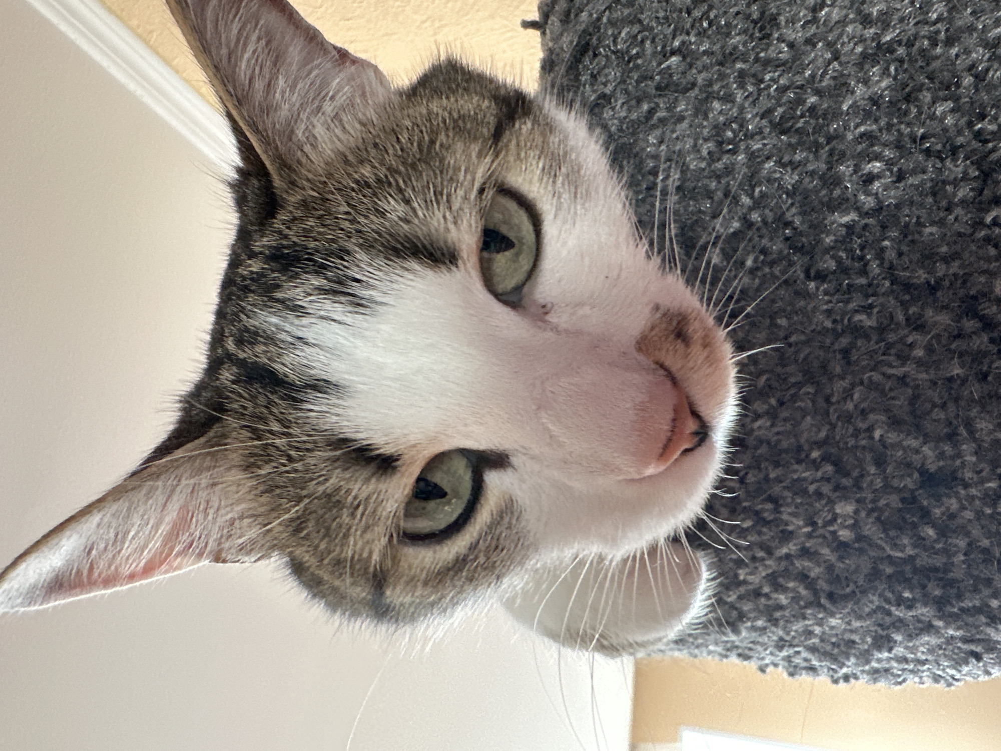 Cat photographed from below on carpet in Krasnoyarsk
