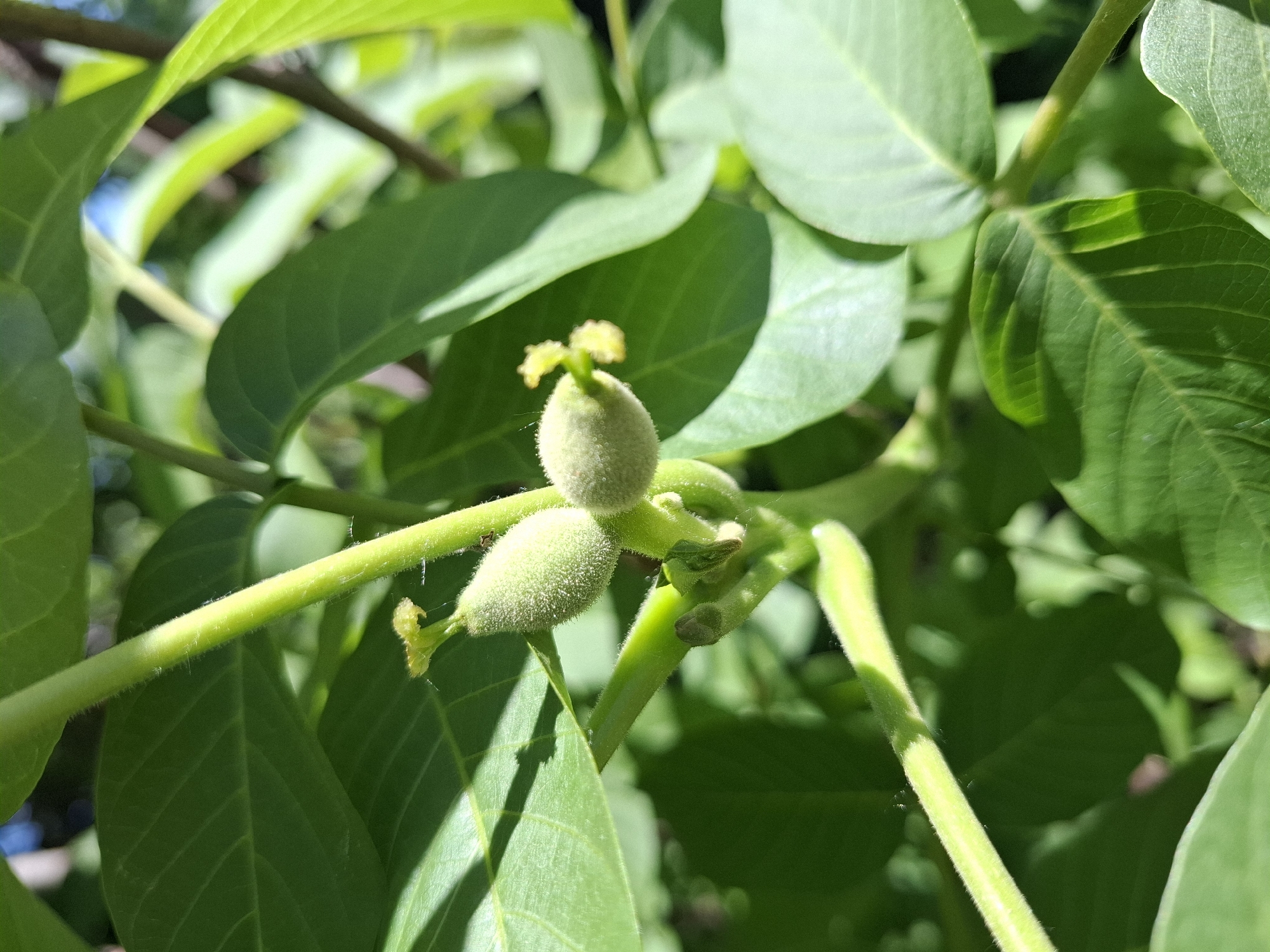 Early walnut fruit development observed in Khlevnoye, Russia
