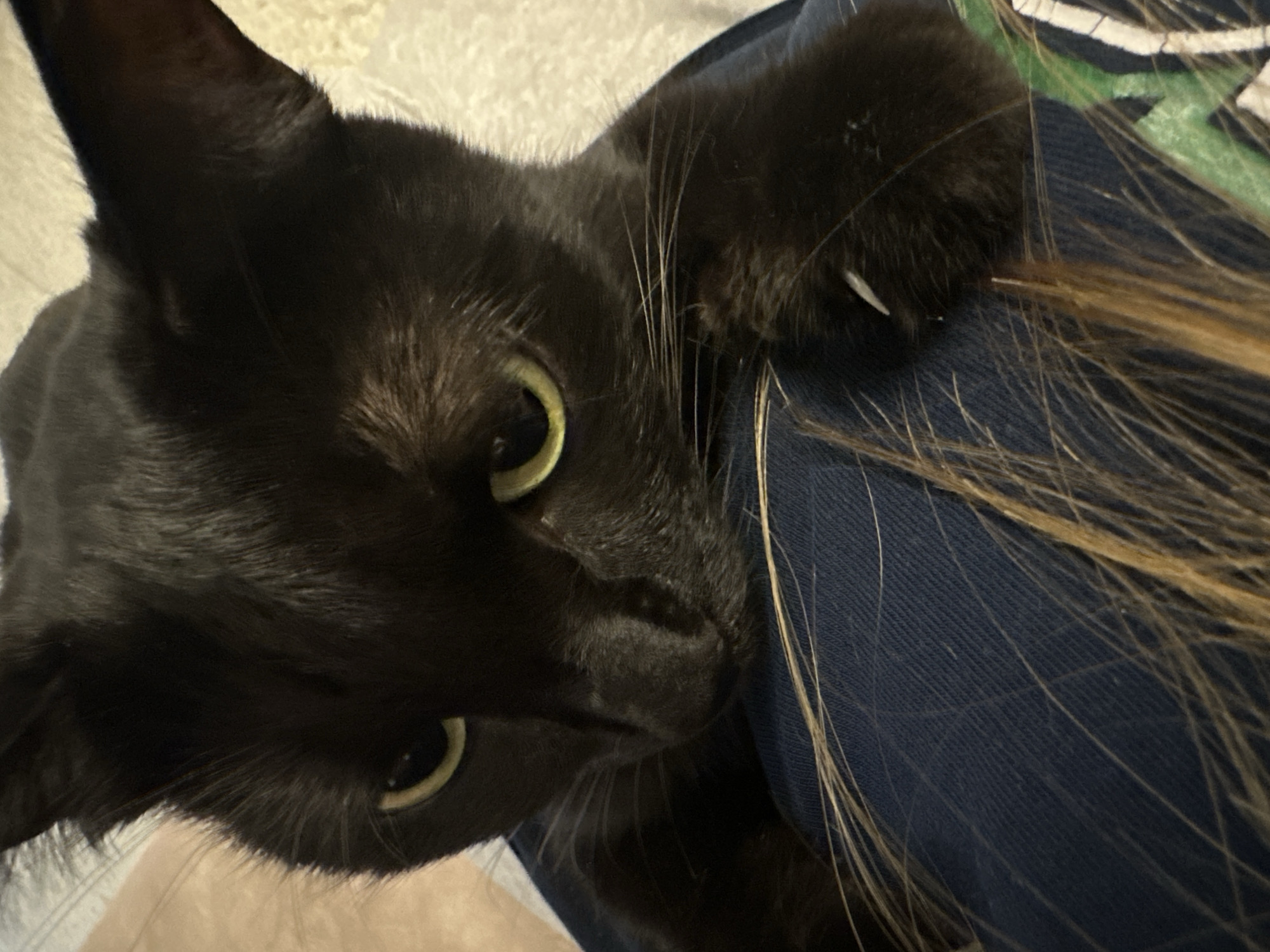 Black cat receives gentle petting during quiet indoor moment
