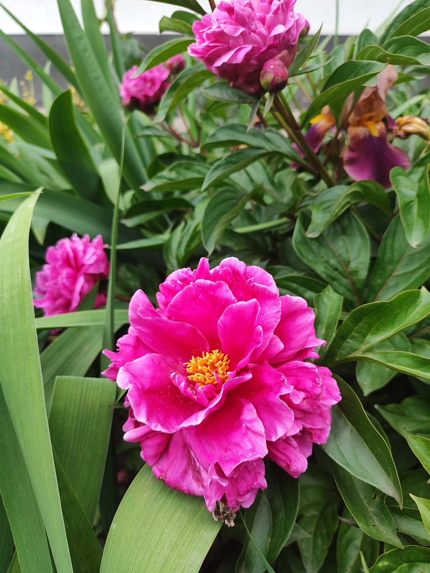 Pink peony photographed in full bloom in Krasnodar