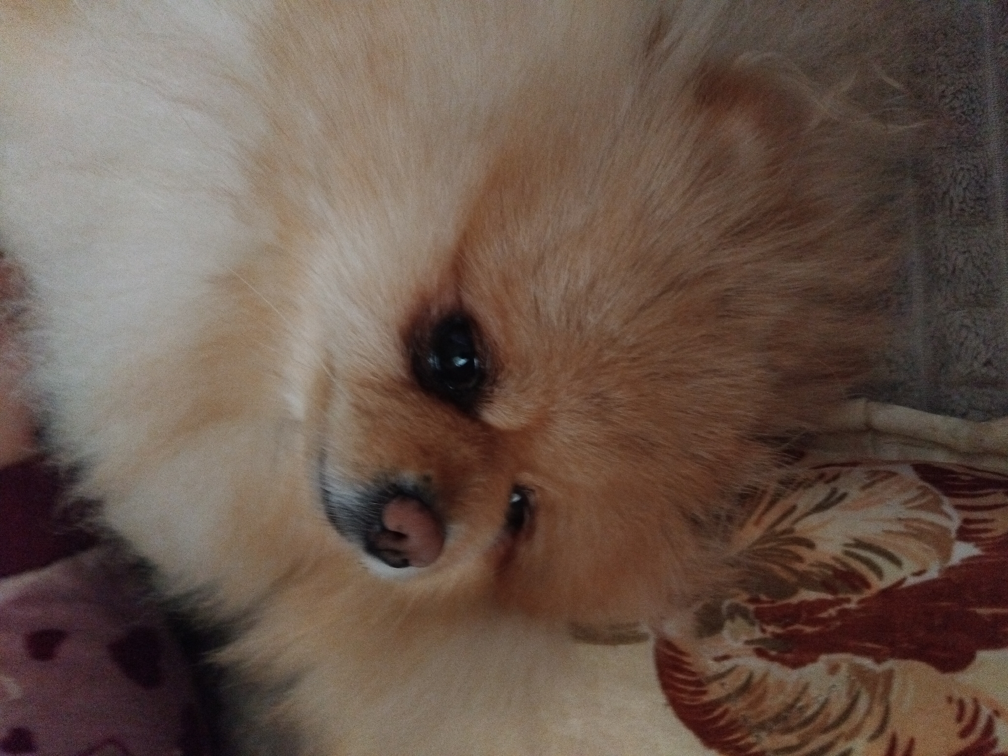 Pomeranian dog enjoys afternoon rest time in Bulgarian home