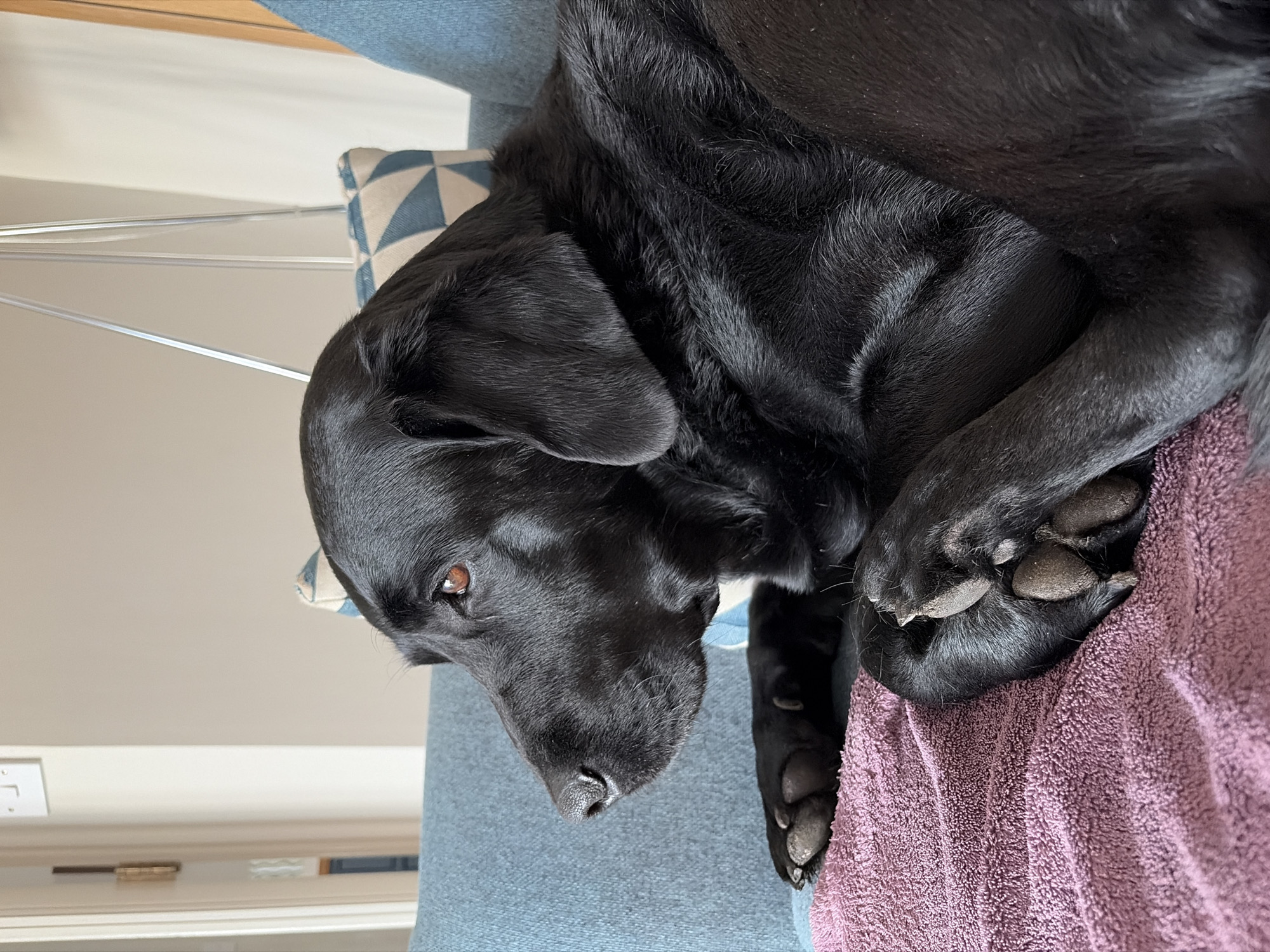 Black Labrador rests on sofa in East Suffolk home